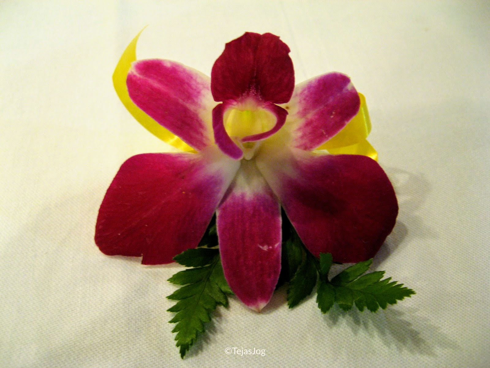 Dinner Cruise on the Chao Phraya river