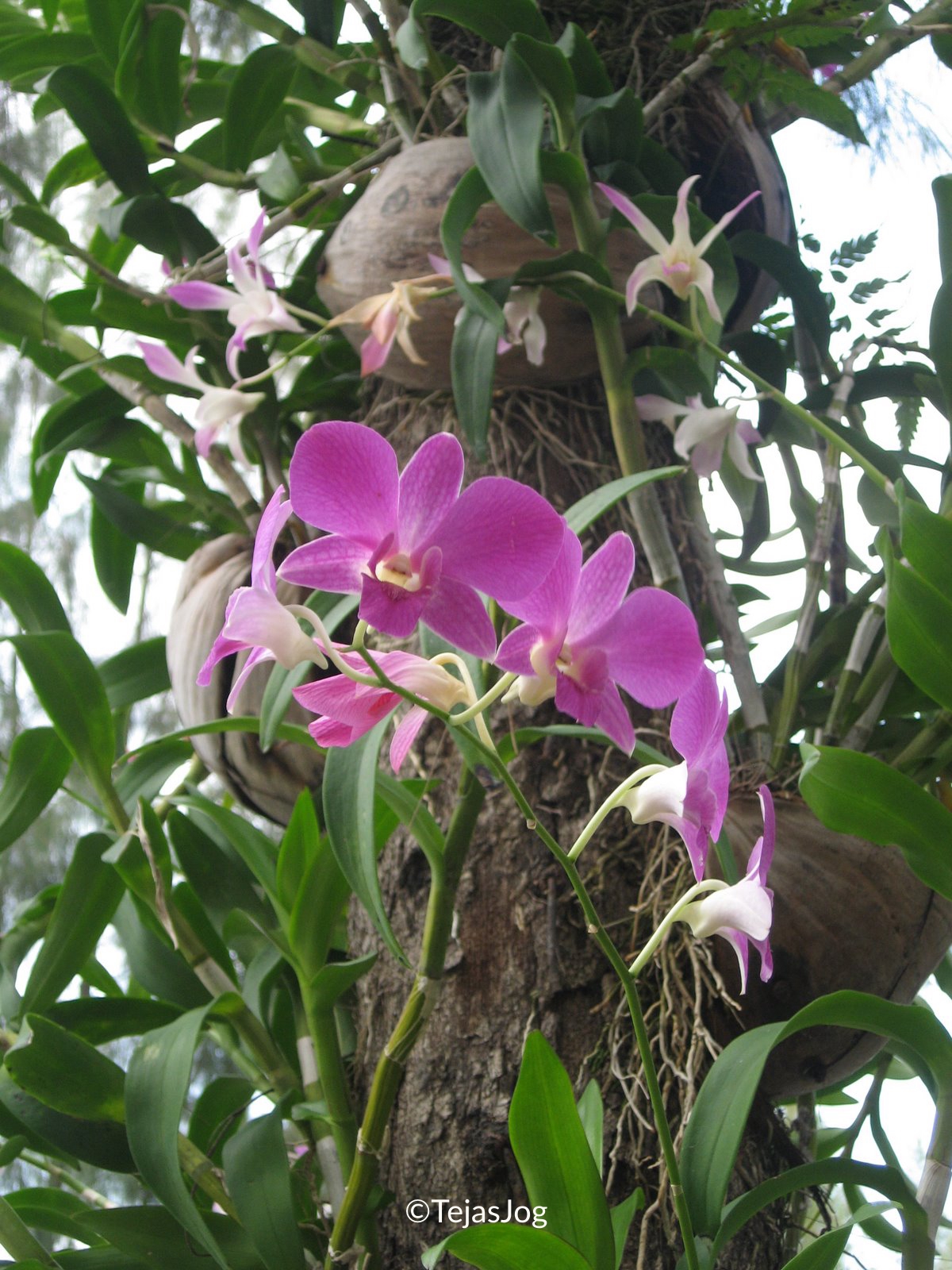 Orchids at Rose Garden