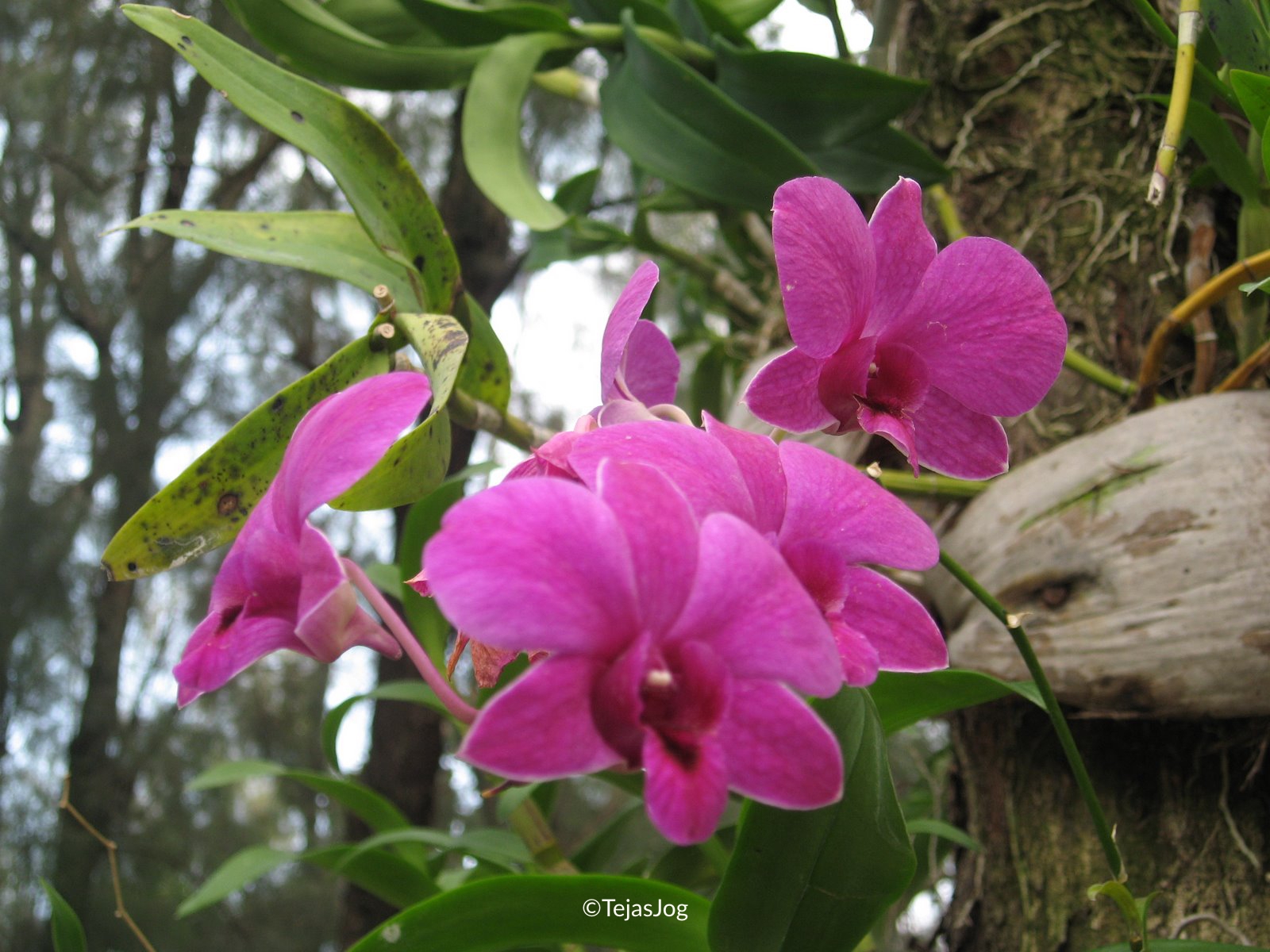 Orchids at Rose Garden