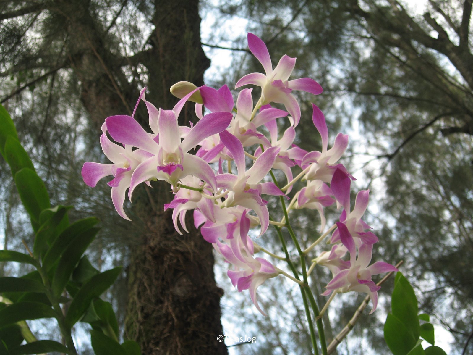 Orchids at Rose Garden