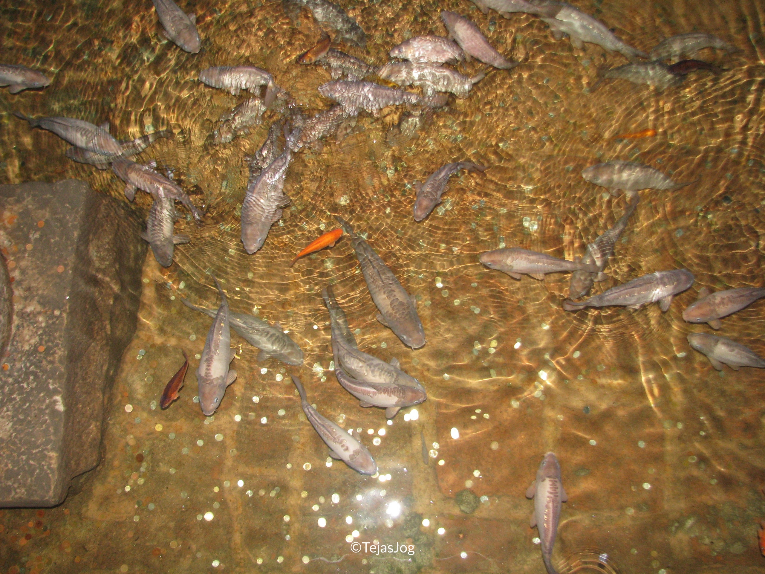 Basilica Cistern / Yerebatan Sarnıcı