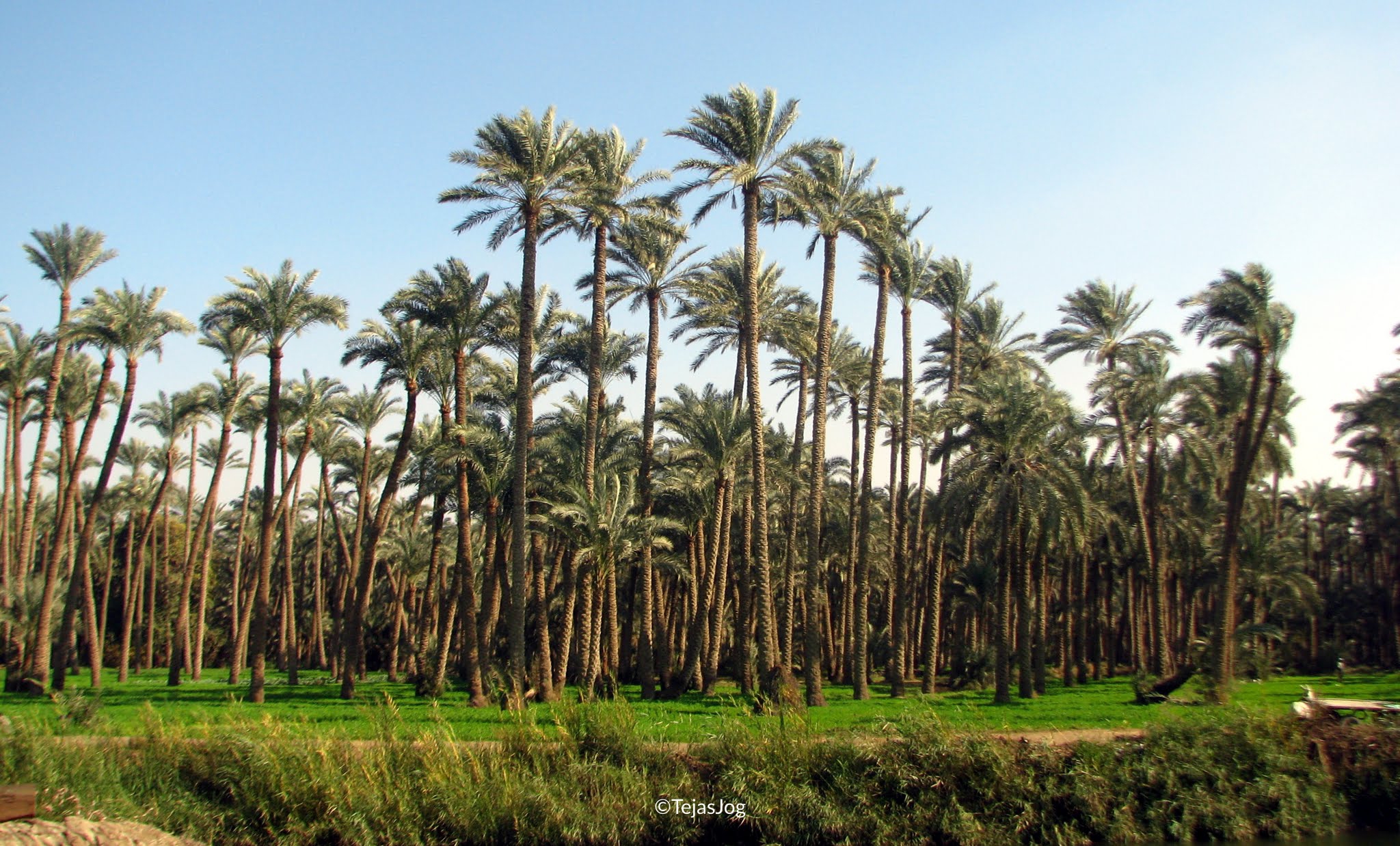 Driving to Dahshur