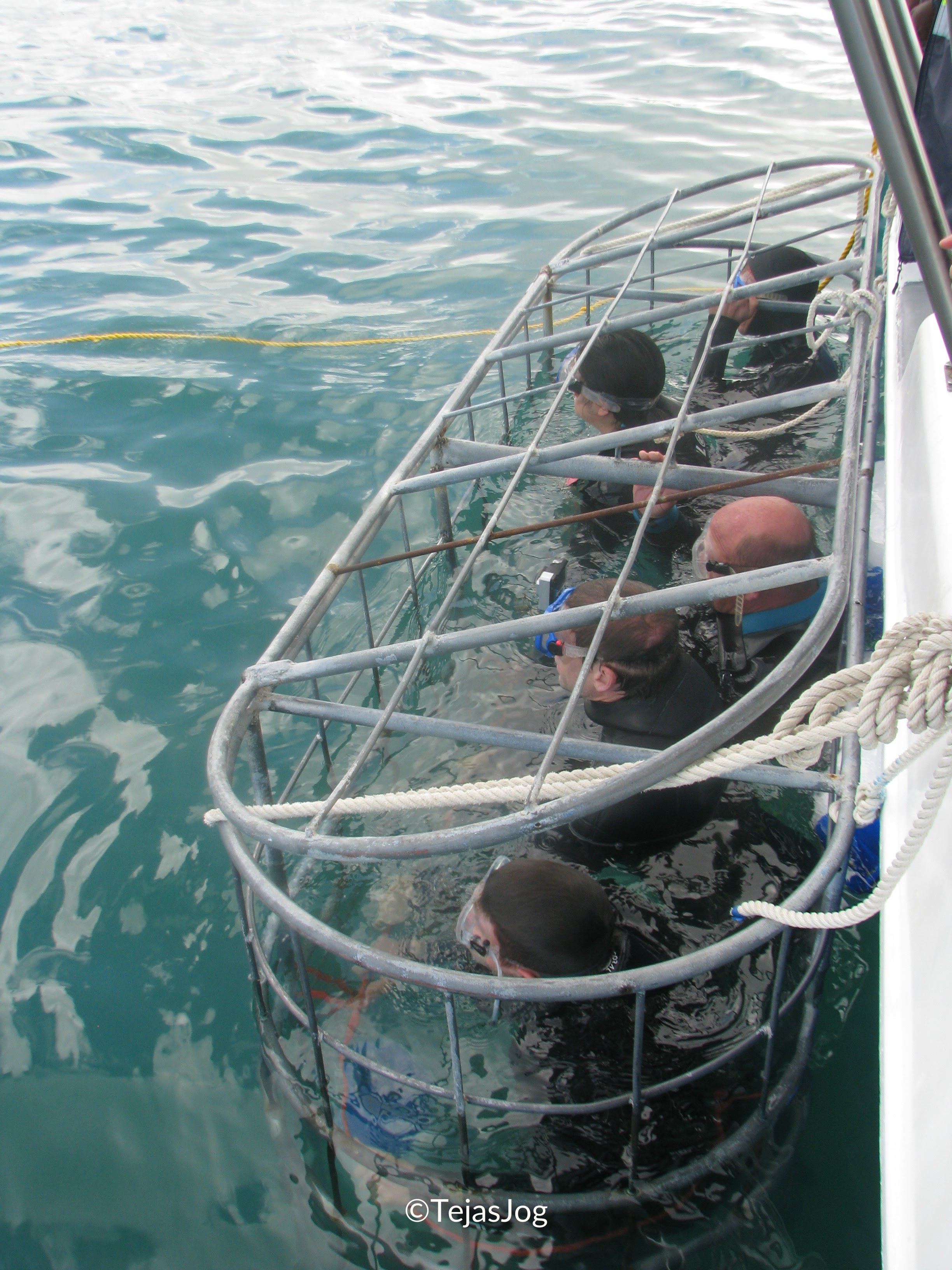 Shark Cage Diving