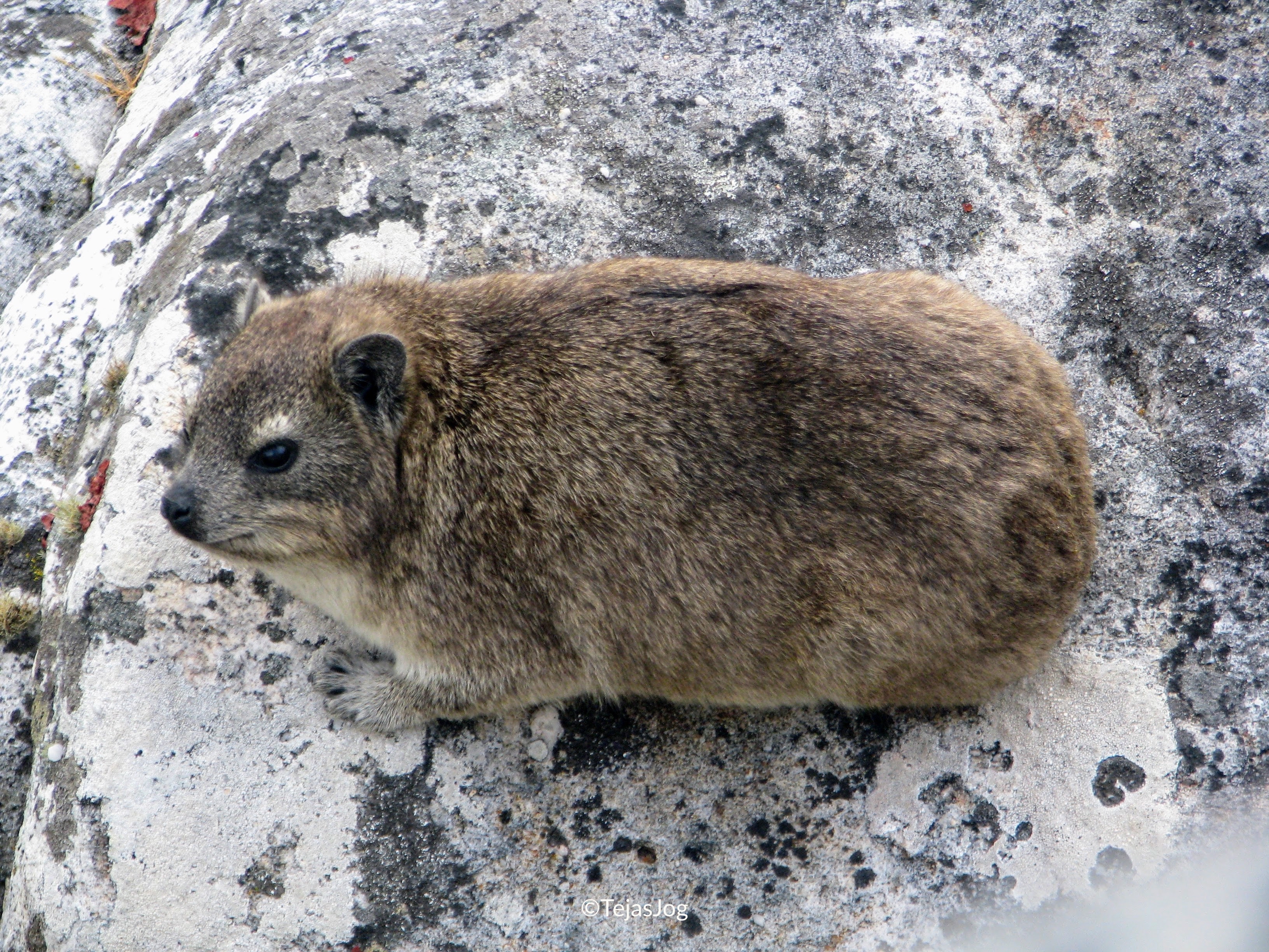 Rock hyrax