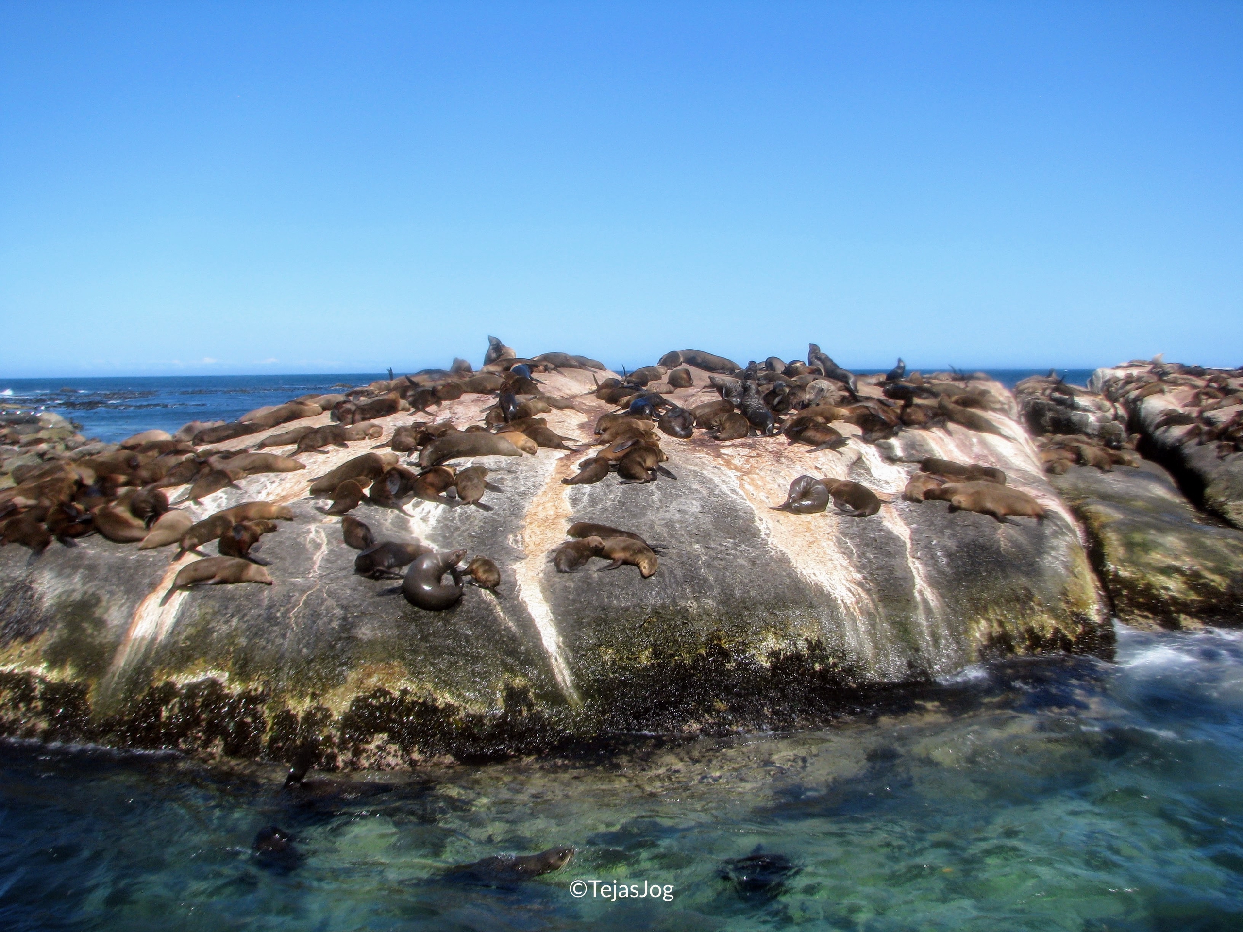 Cape Fur Seal colony on Duiker Island