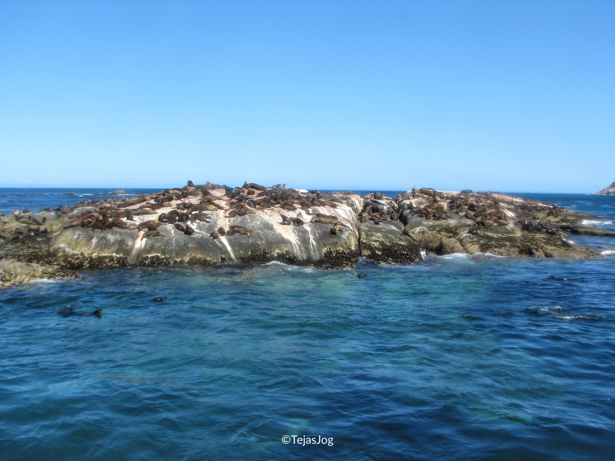 Cape Fur Seal colony on Duiker Island