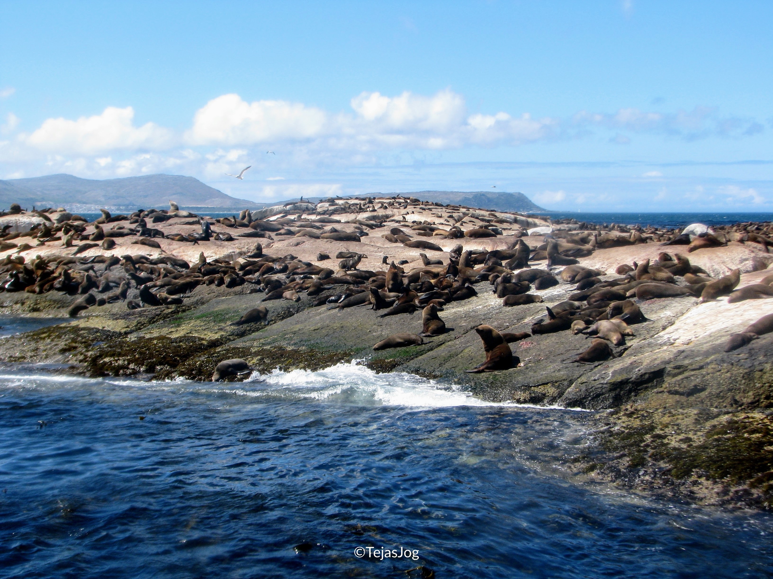 Cape Fur Seal colony on Duiker Island
