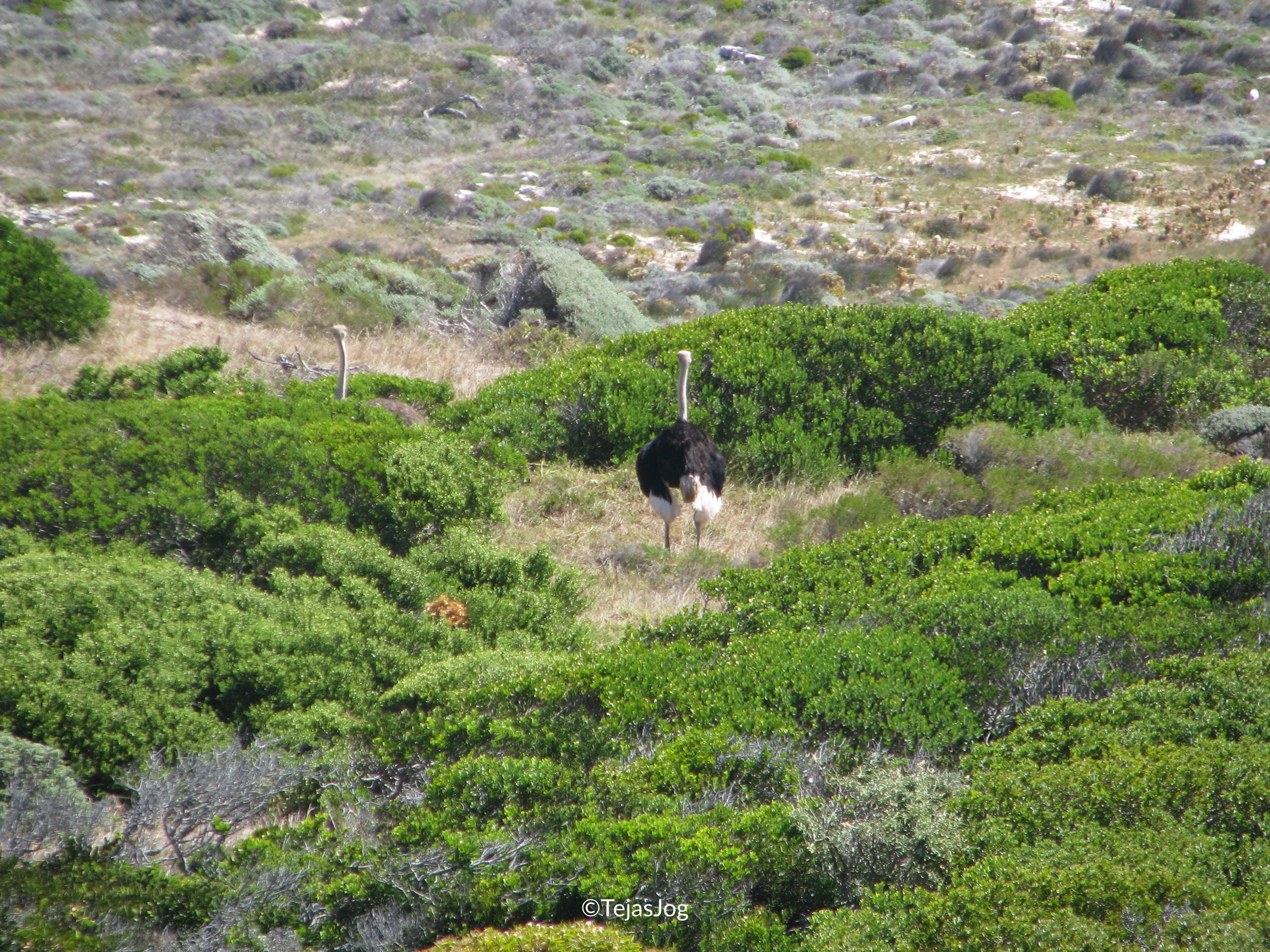 Wildlife of the Cape Peninsula