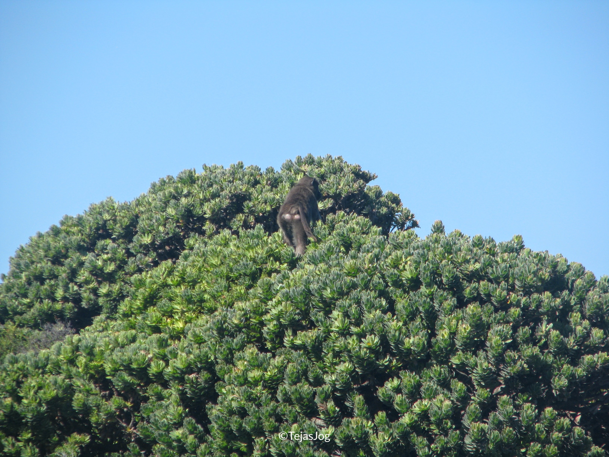 Wildlife of the Cape Peninsula