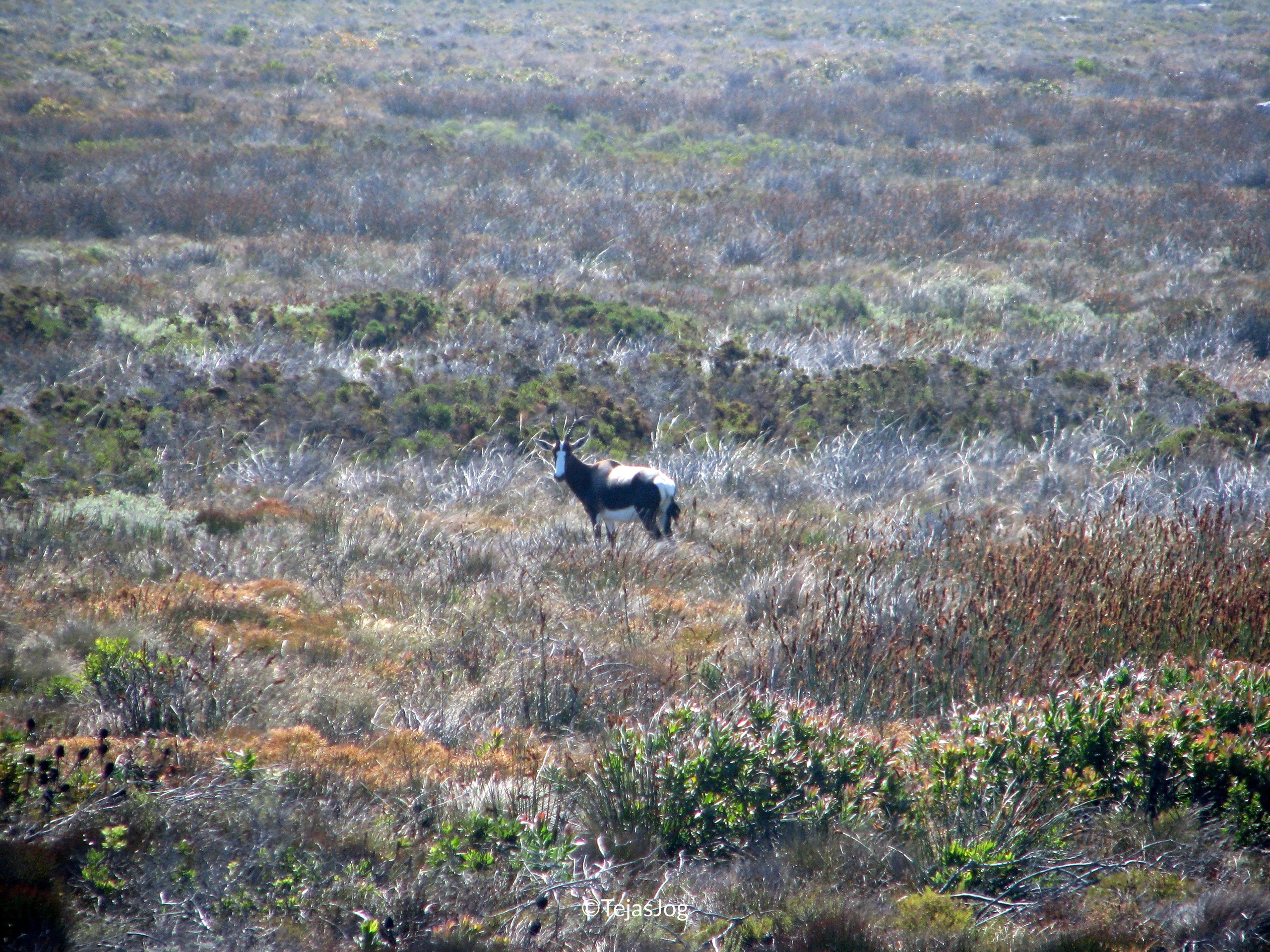 Wildlife of the Cape Peninsula