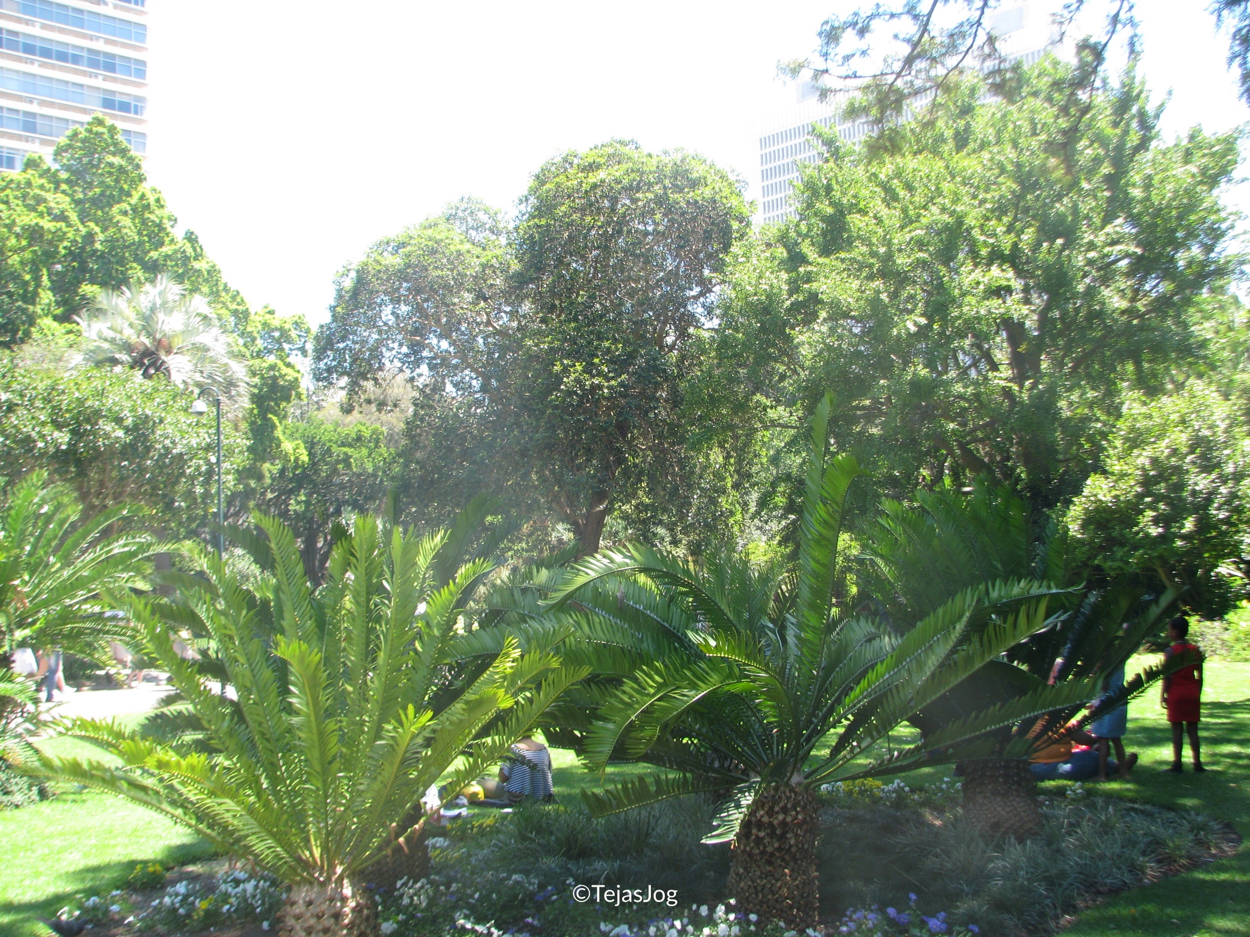 Lush greenery of The Company’s Garden