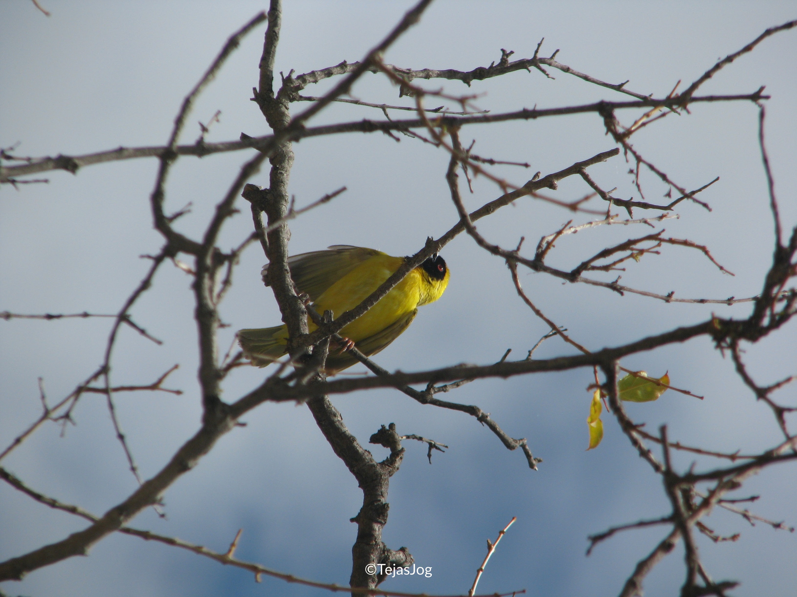 Southern Masked Weaver