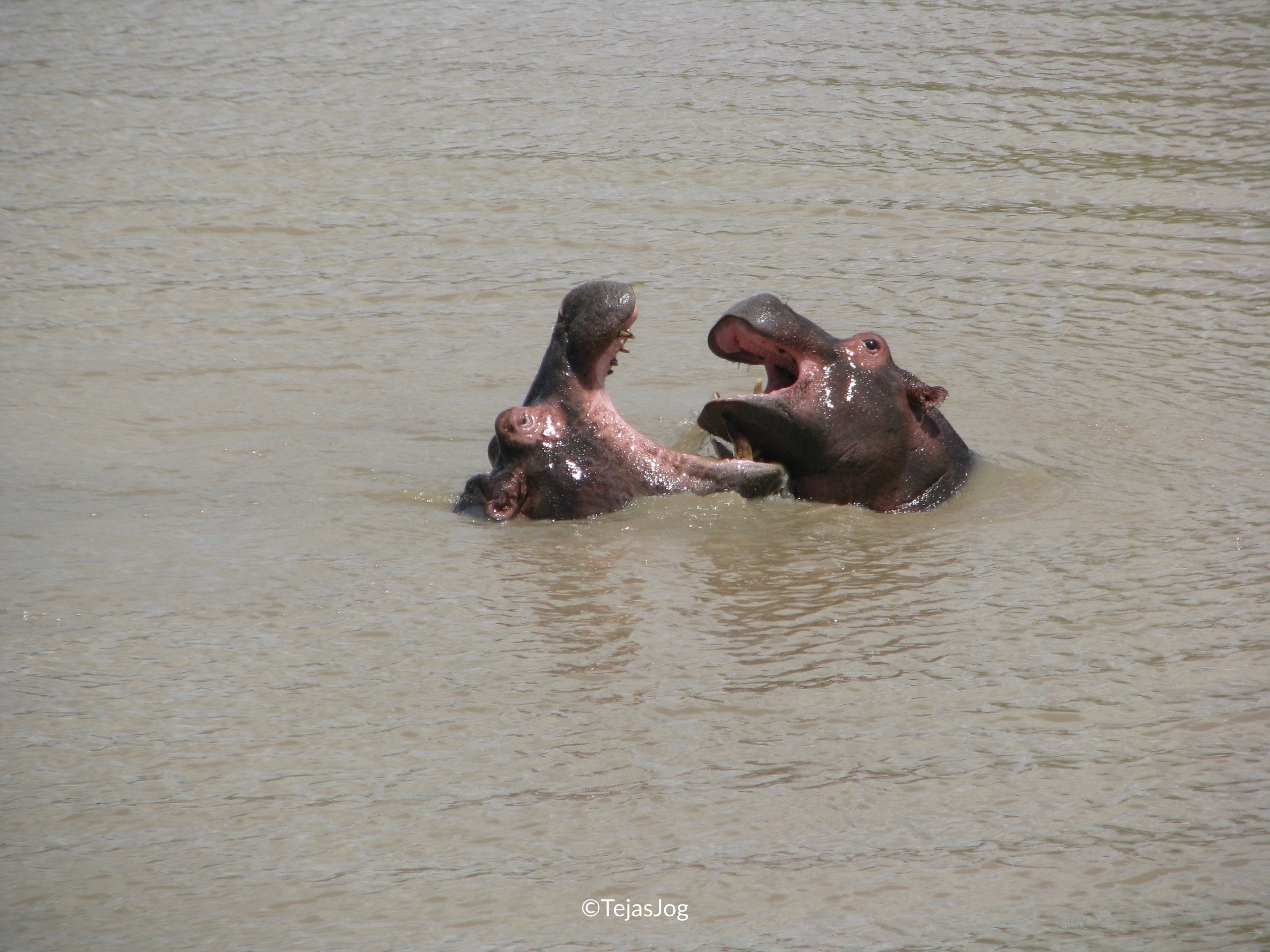 Hippopotamuses resting in the water