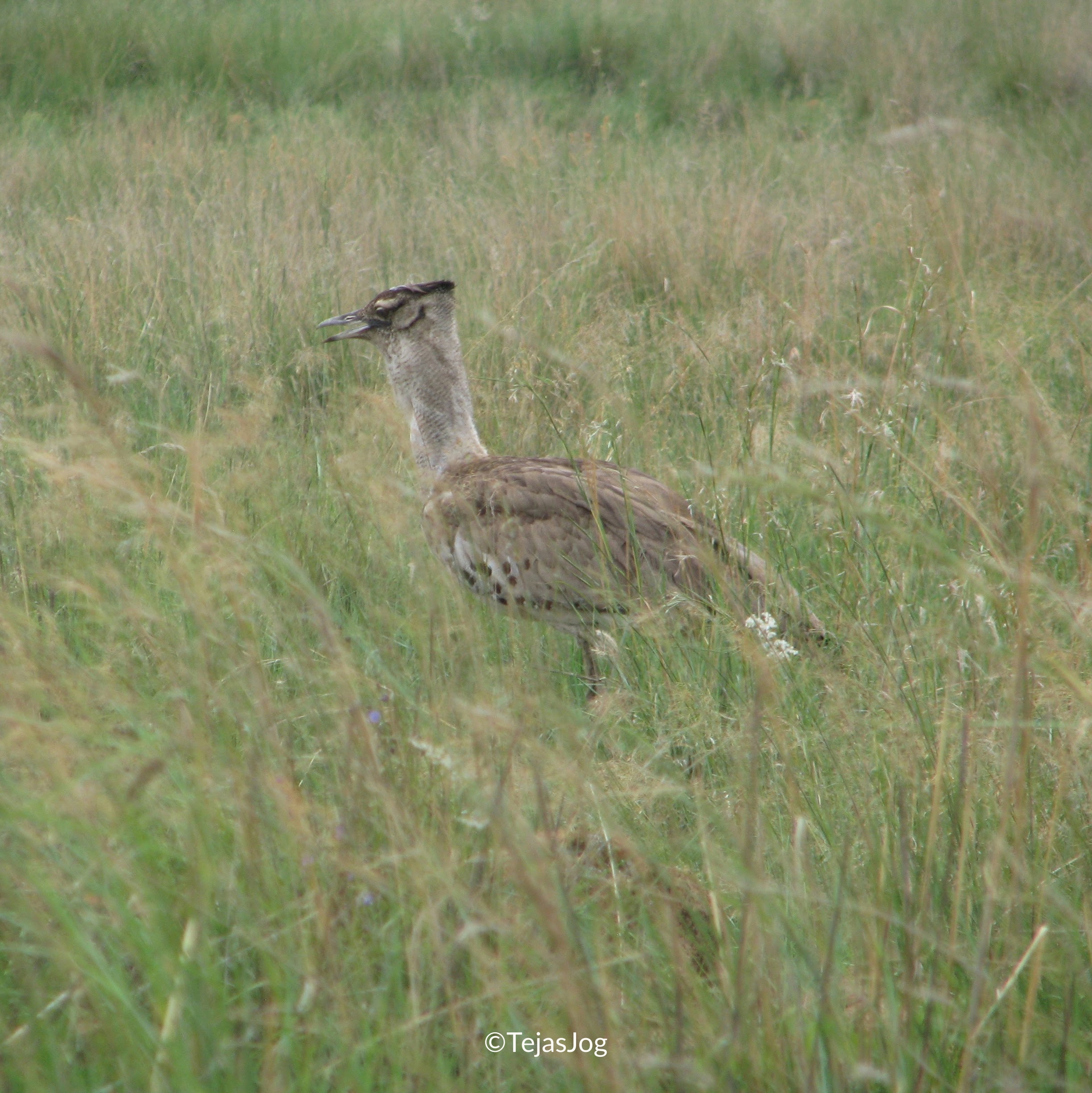 Kori Bustard