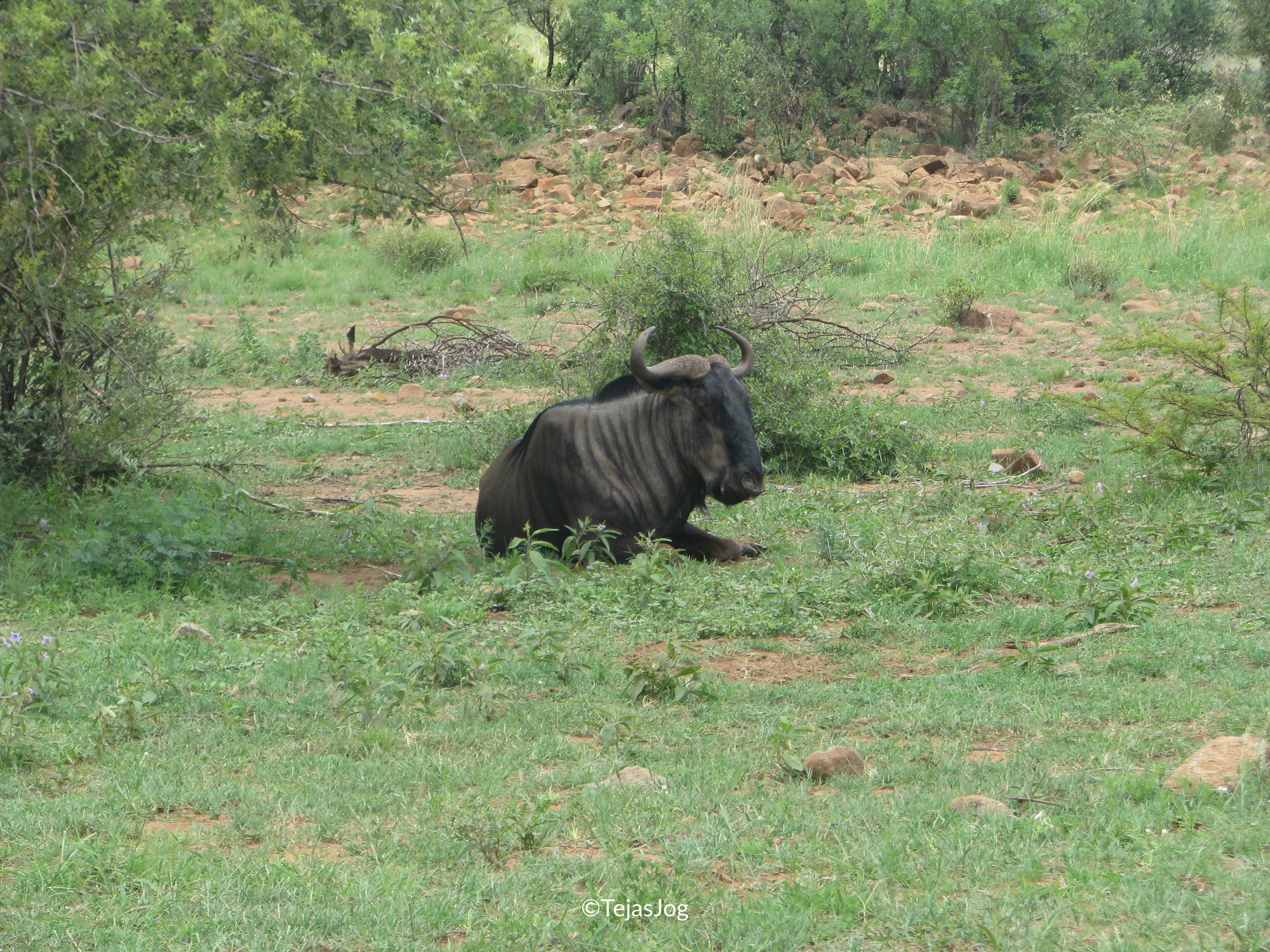 Wildebeest