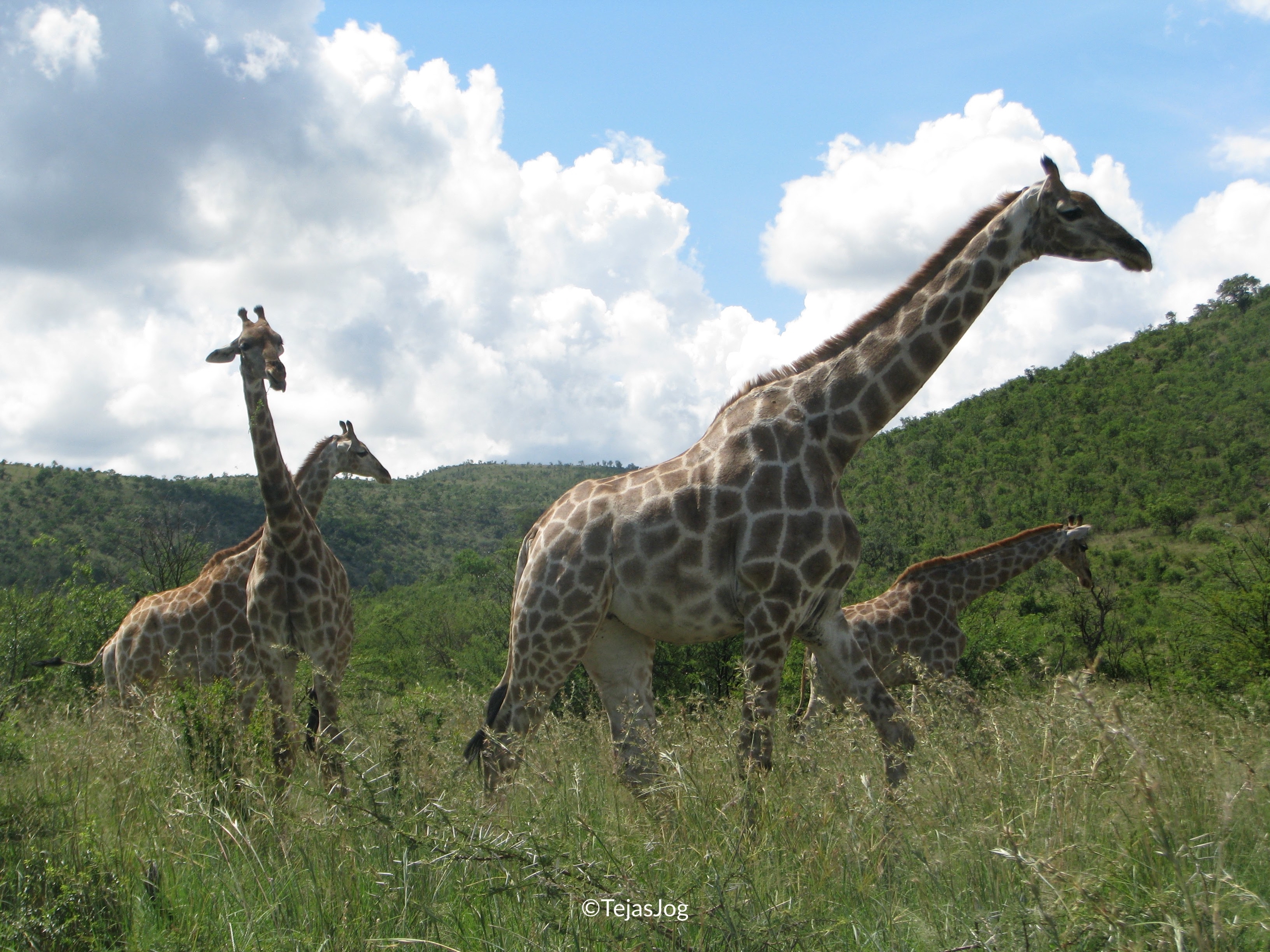 Giraffes