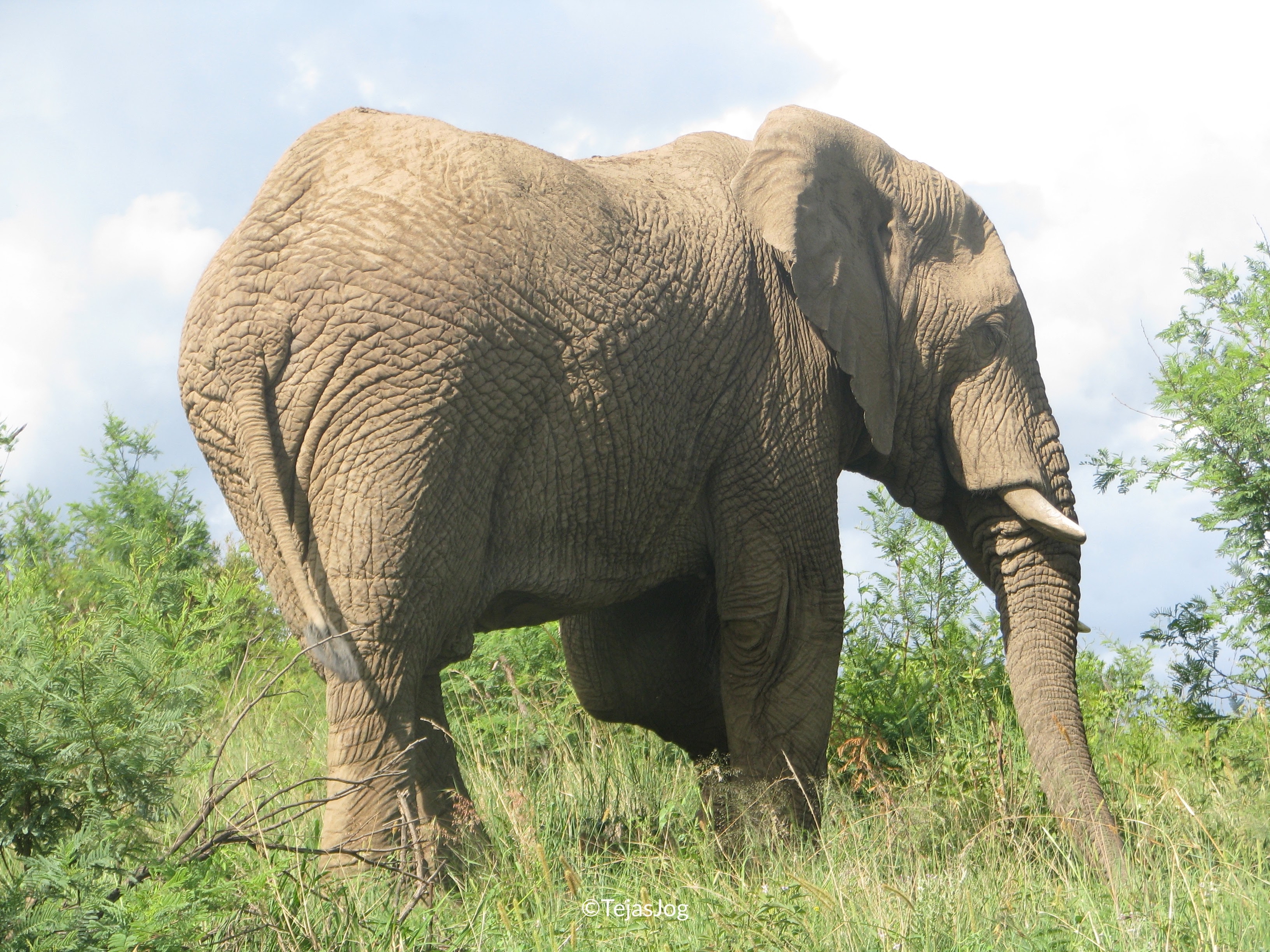 African Elephant