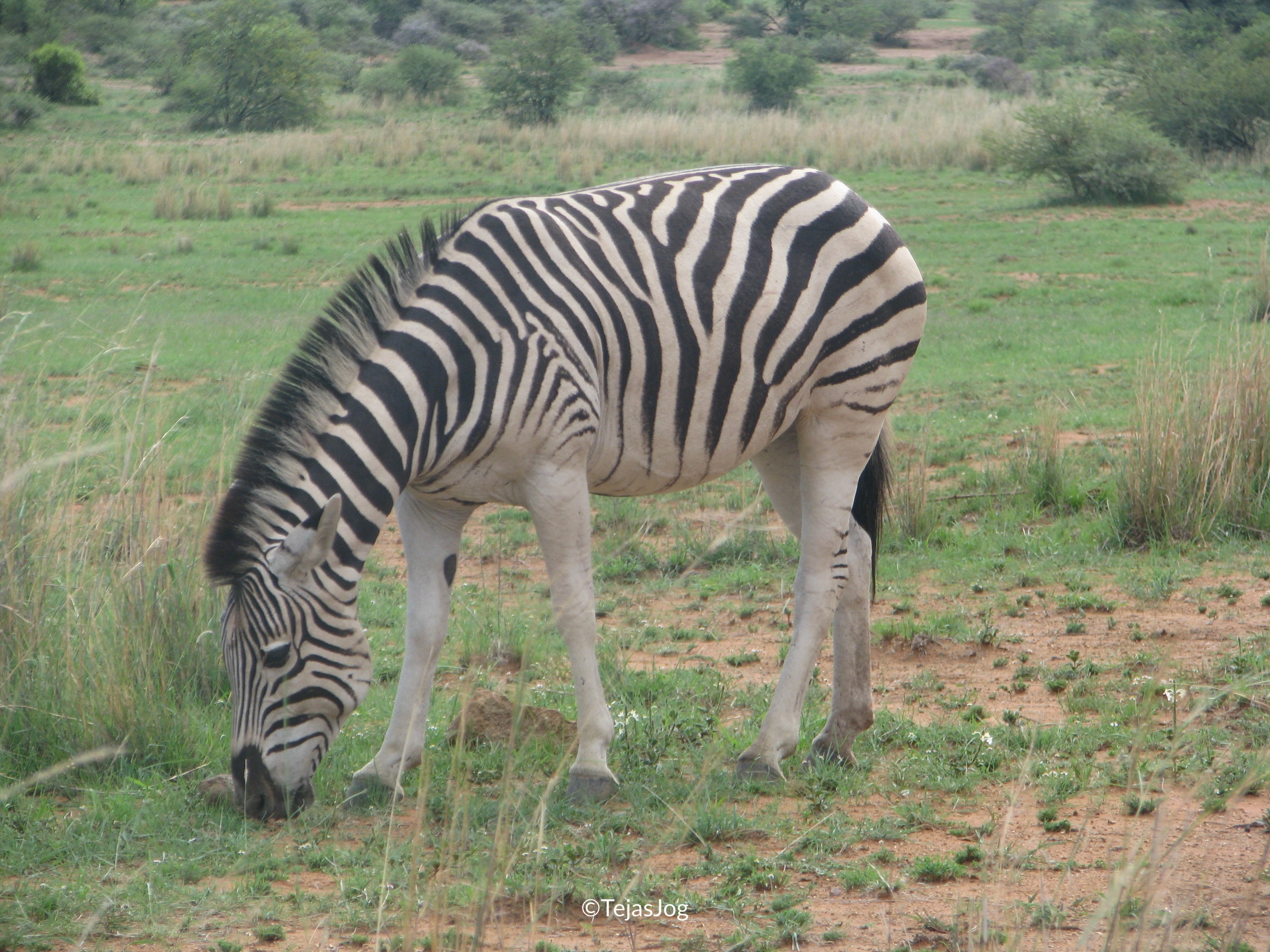 Zebra