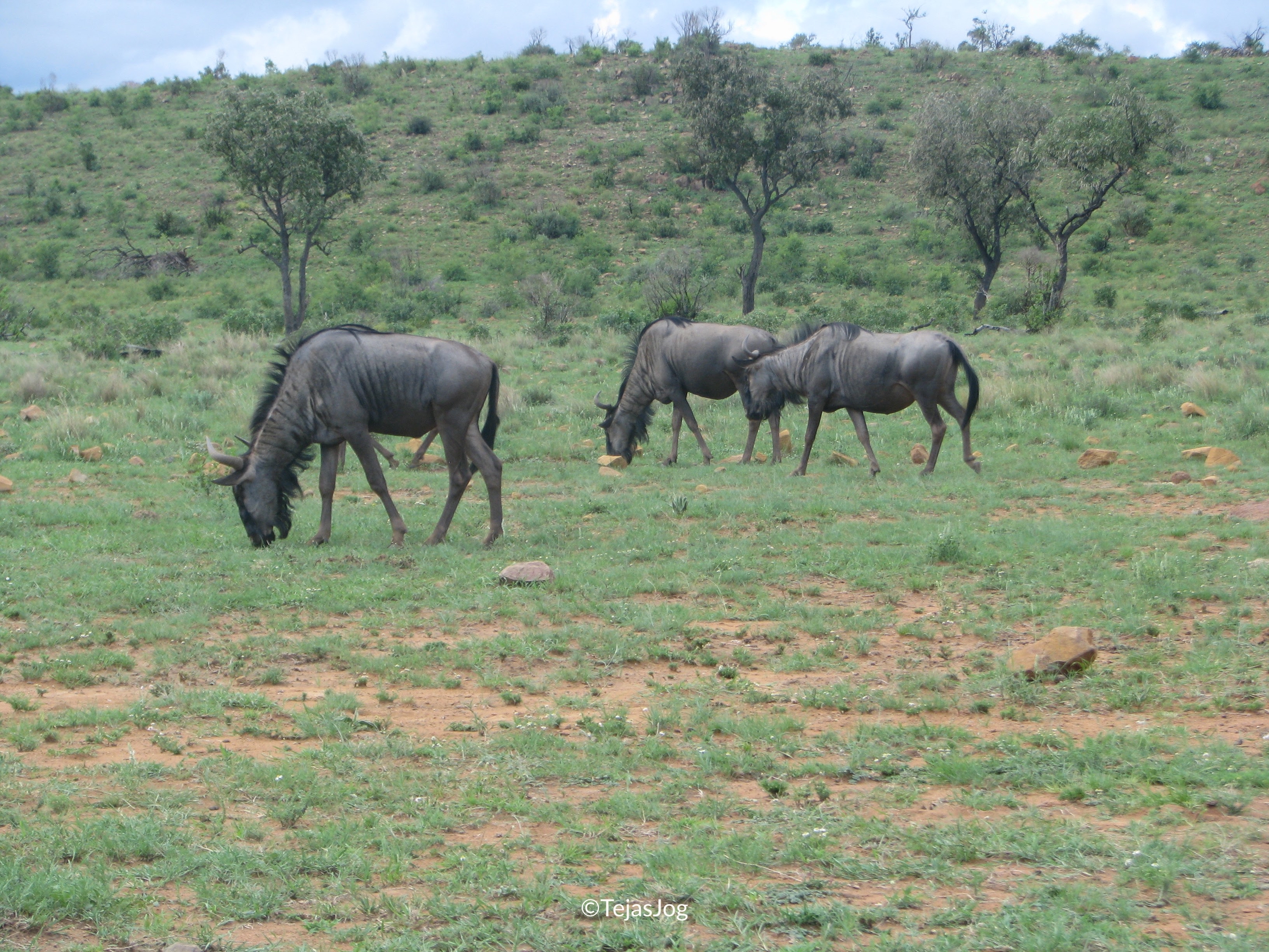 Wildebeests
