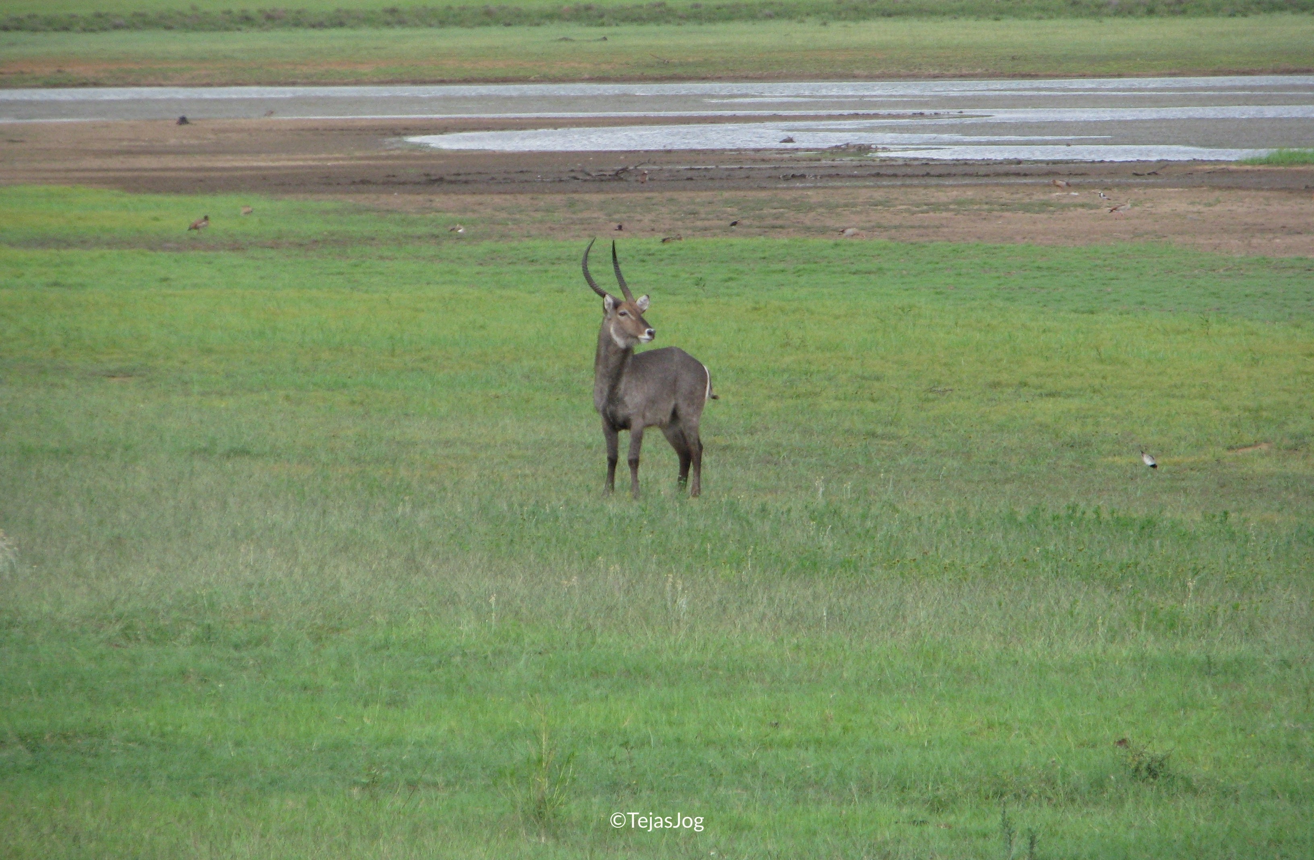 Waterbuck