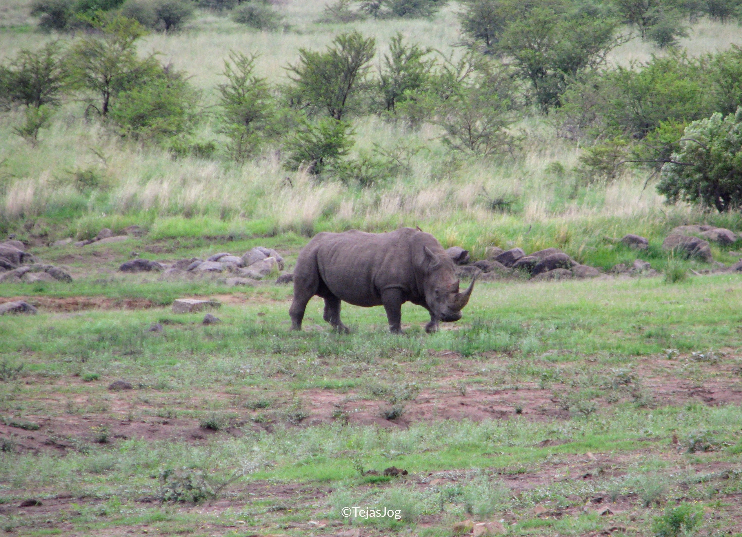 Rhinoceros