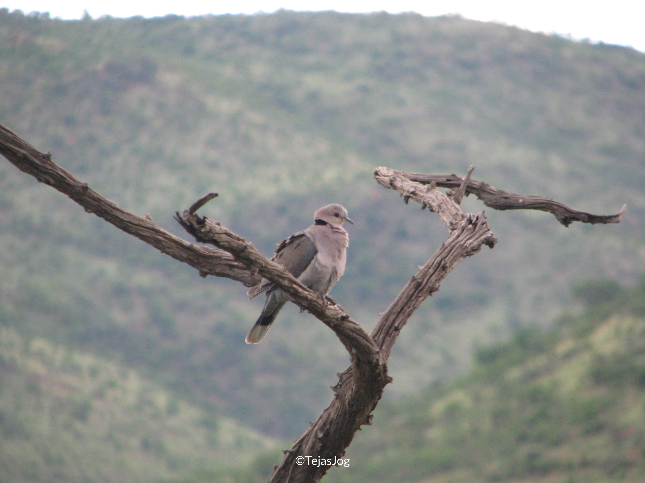 Ring-necked Dove / Cape Turtle Dove