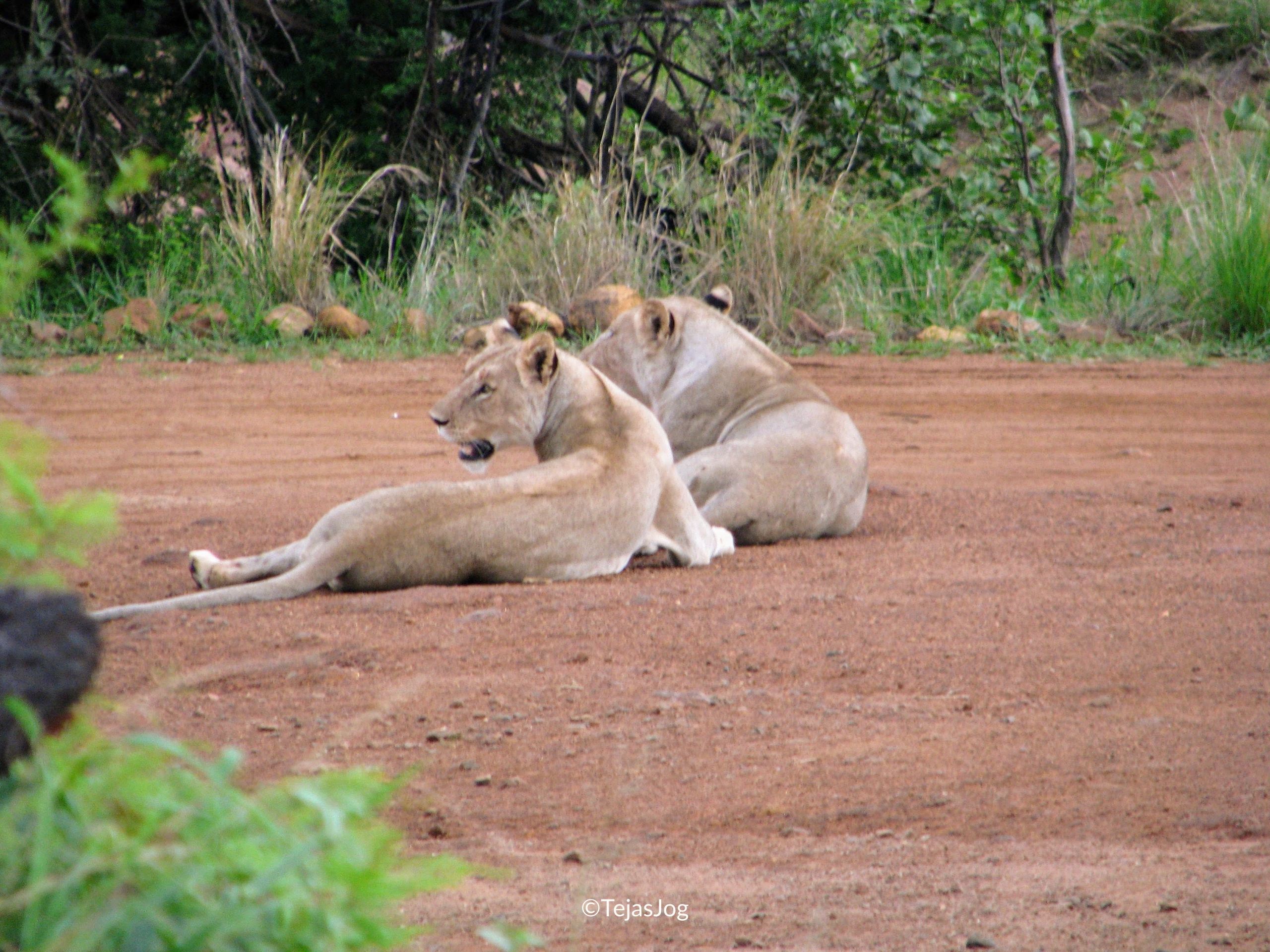 Lionesses