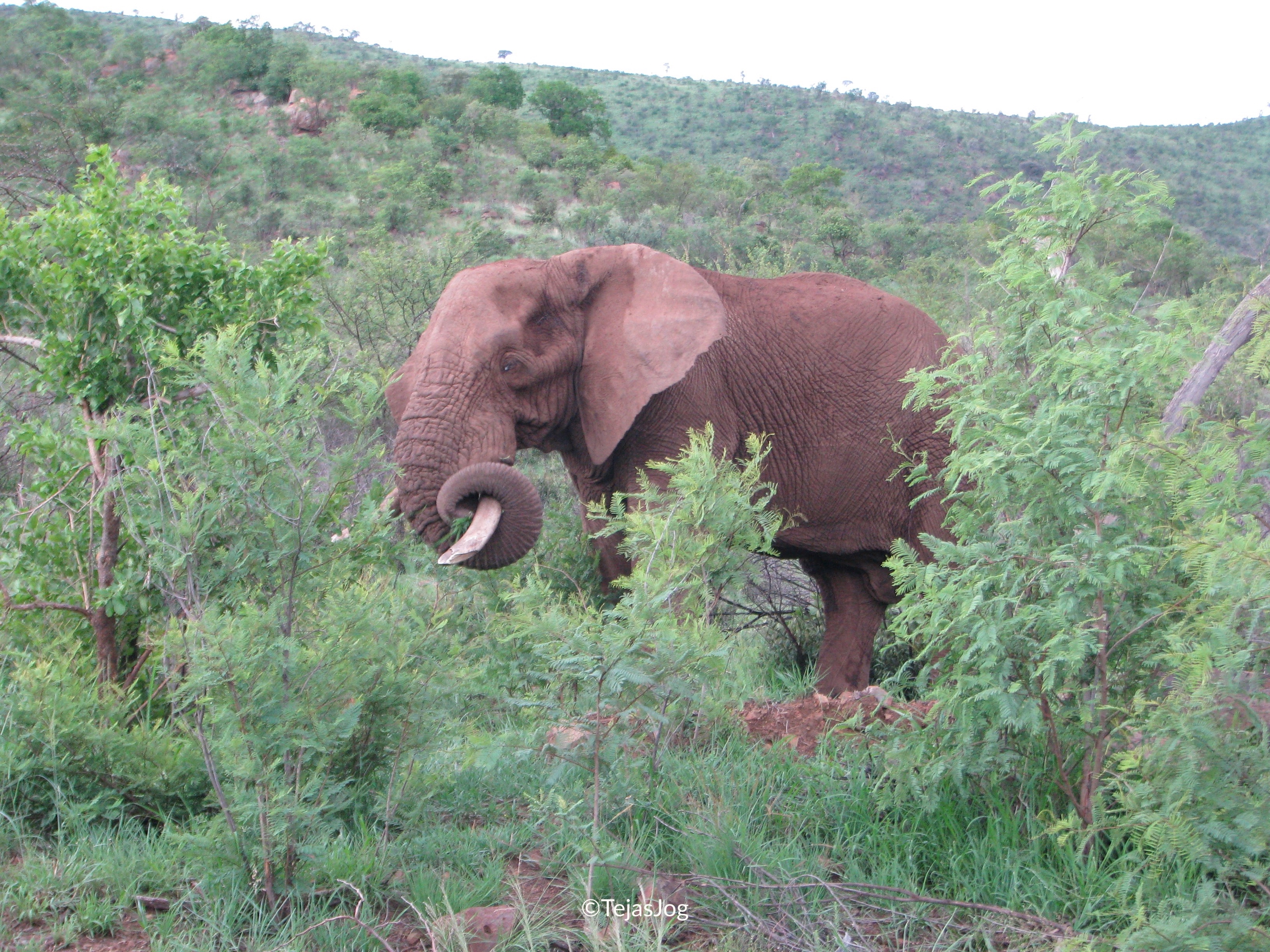 African Elephant
