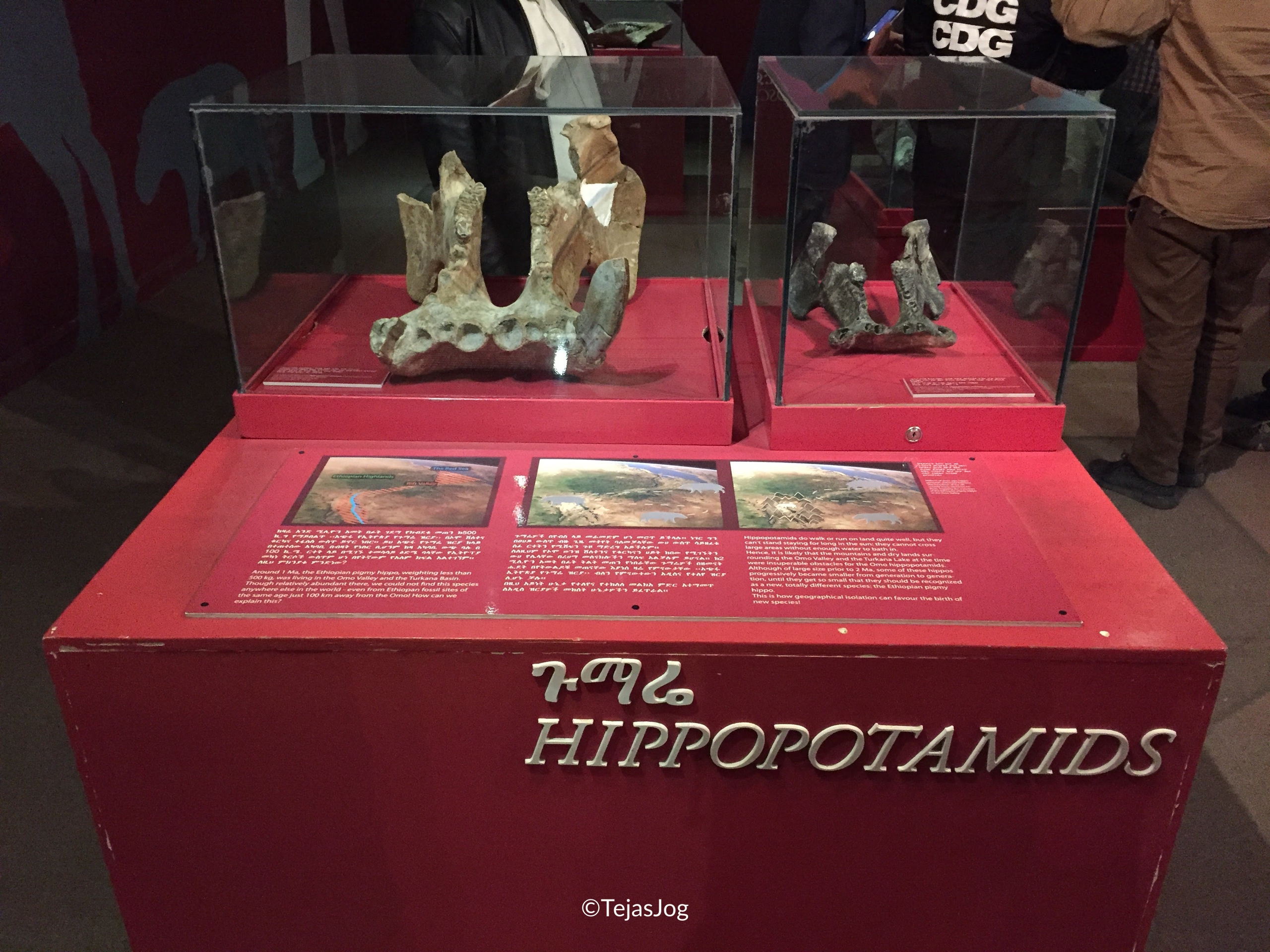 The National Museum of Ethiopia