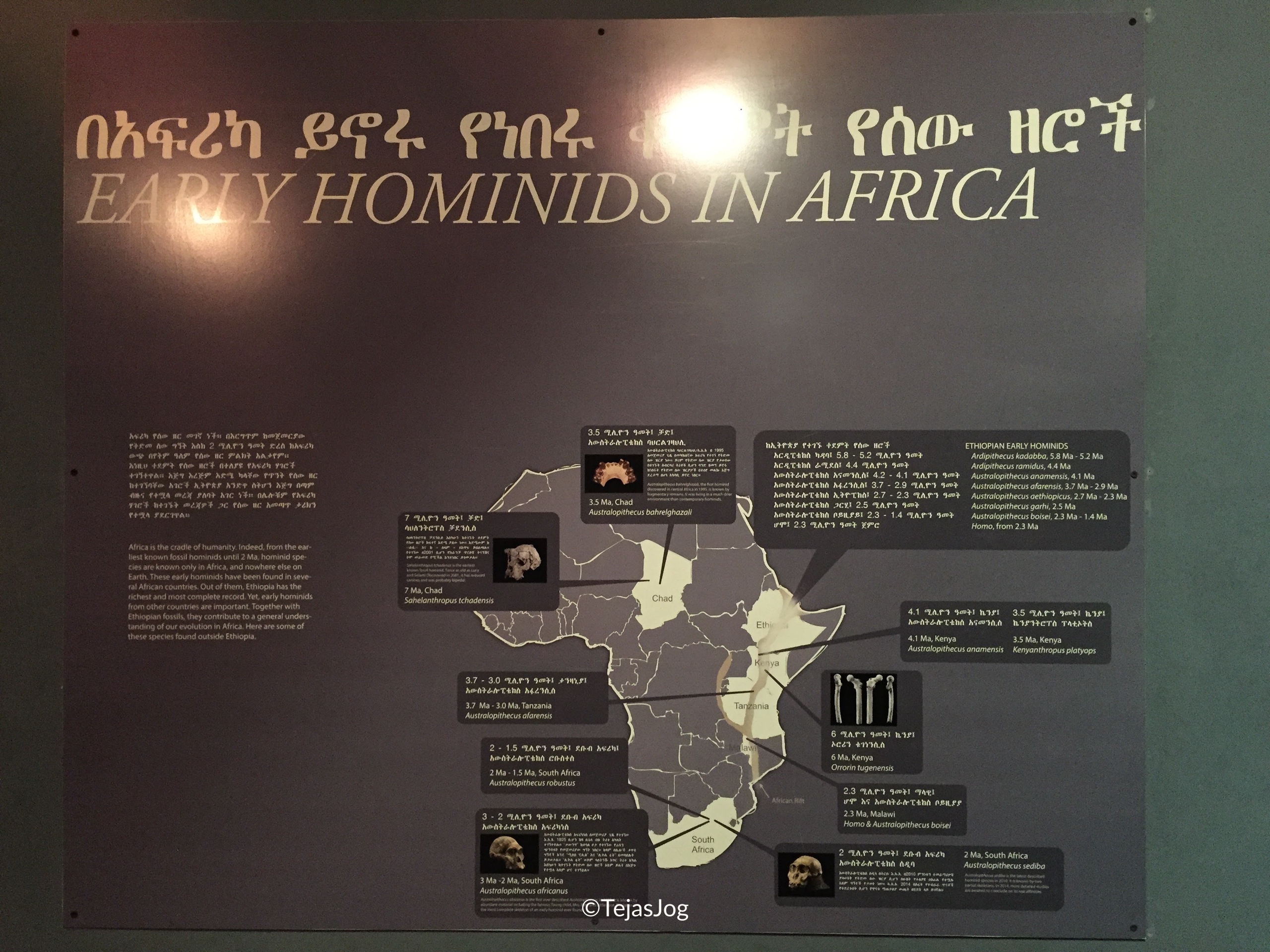 "Lucy", the partial skeleton of a specimen of Australopithecus afarensis