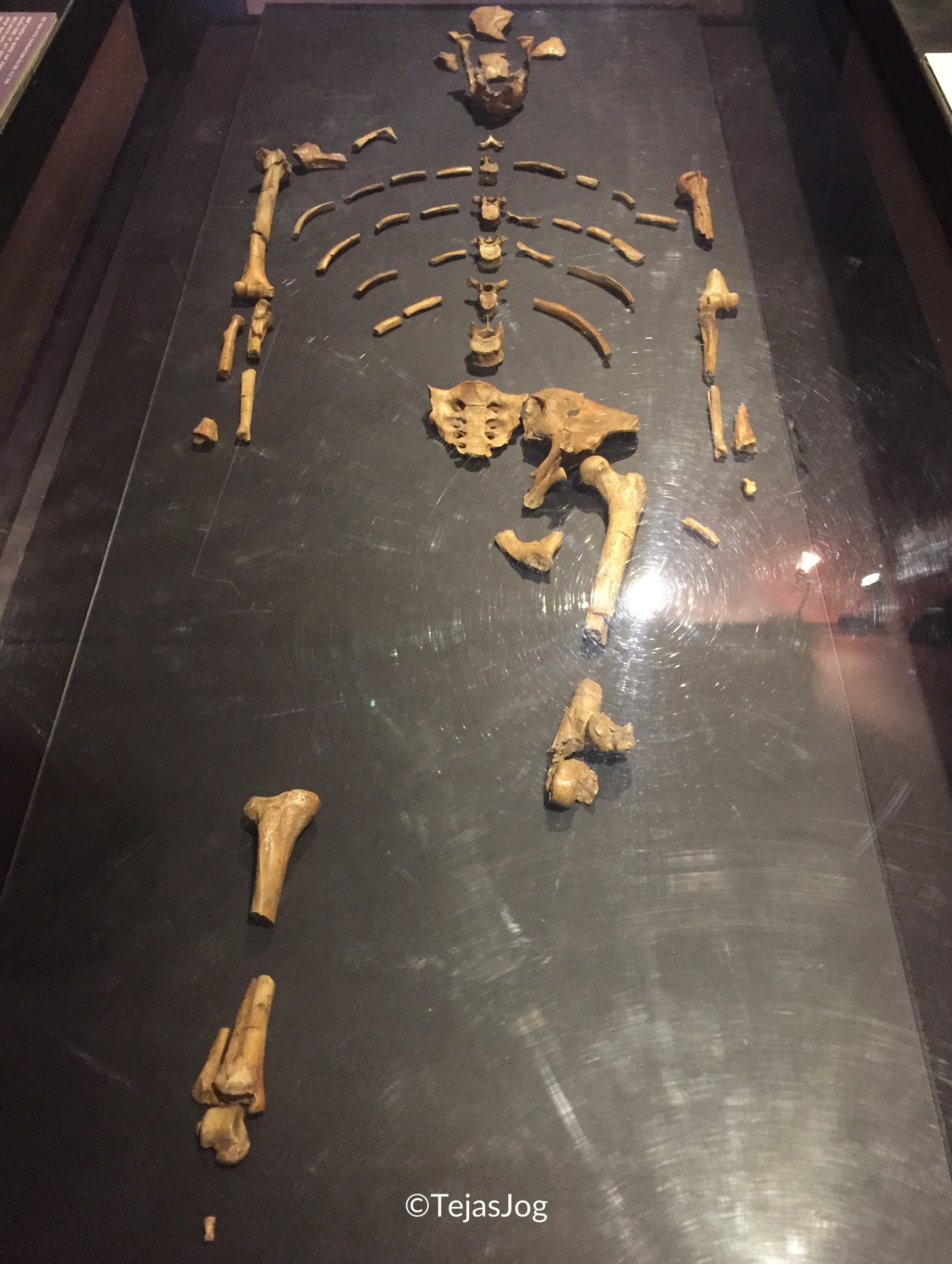 "Lucy", the partial skeleton of a specimen of Australopithecus afarensis