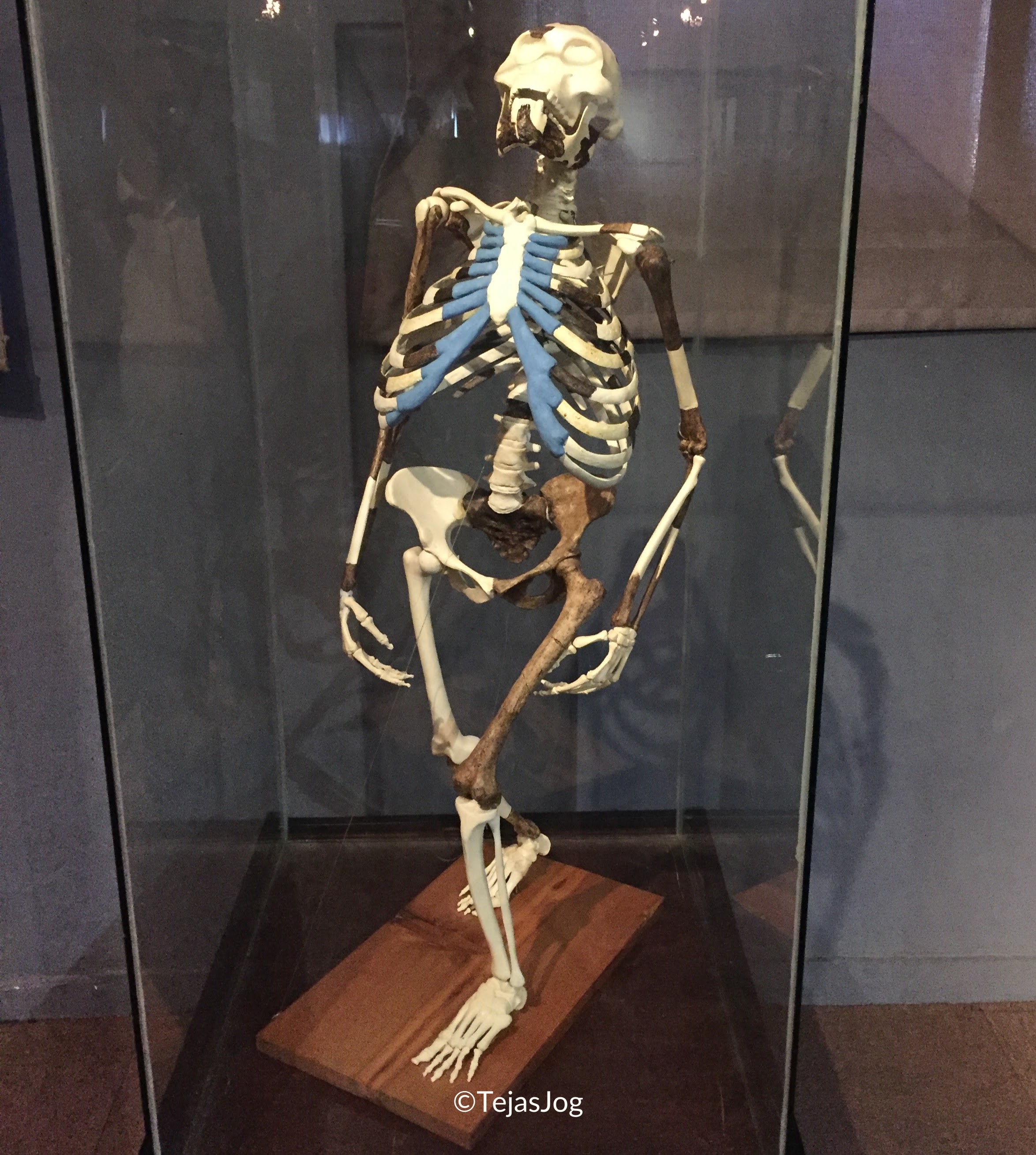 "Lucy", the partial skeleton of a specimen of Australopithecus afarensis