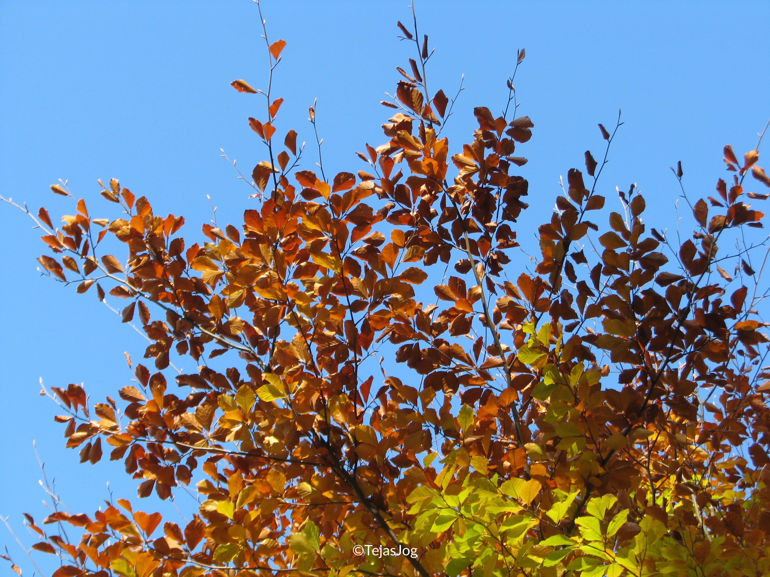 Climb to Vaduz Castle