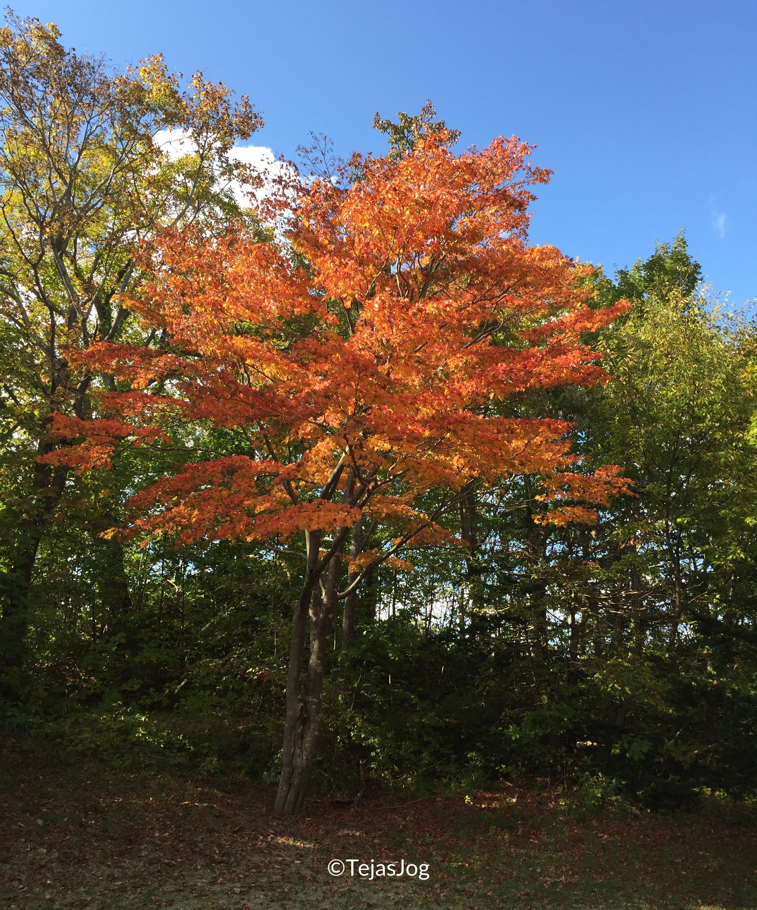 Onuma Quasi-National Park