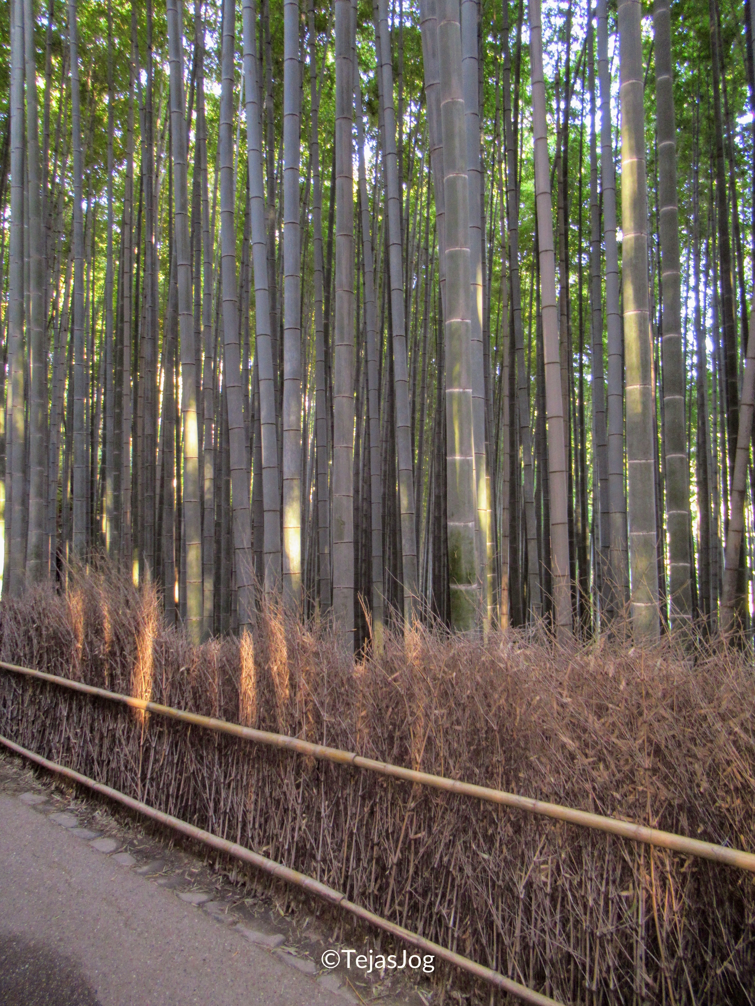 Arashiyama Bamboo Forest