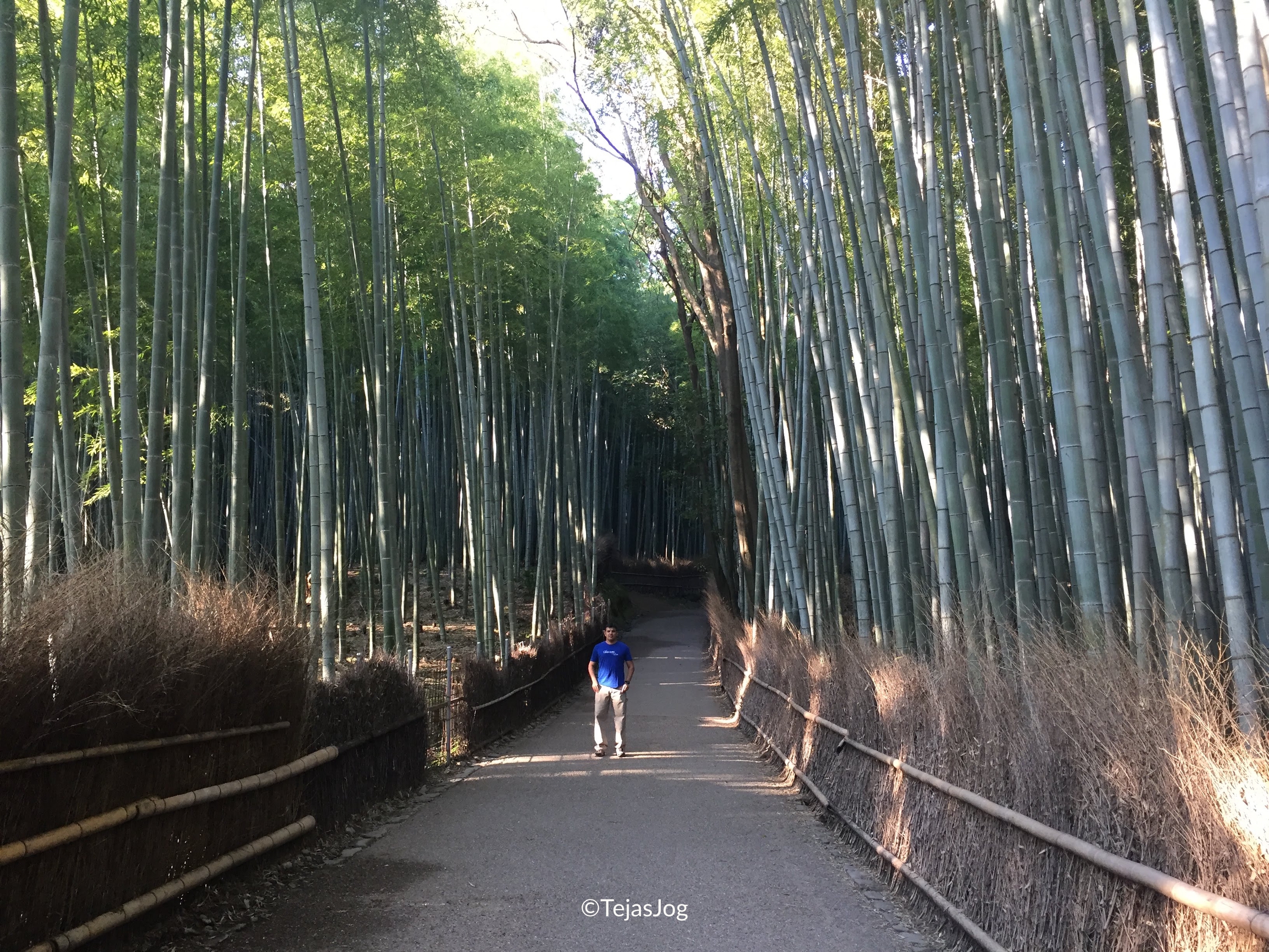 Arashiyama Bamboo Forest