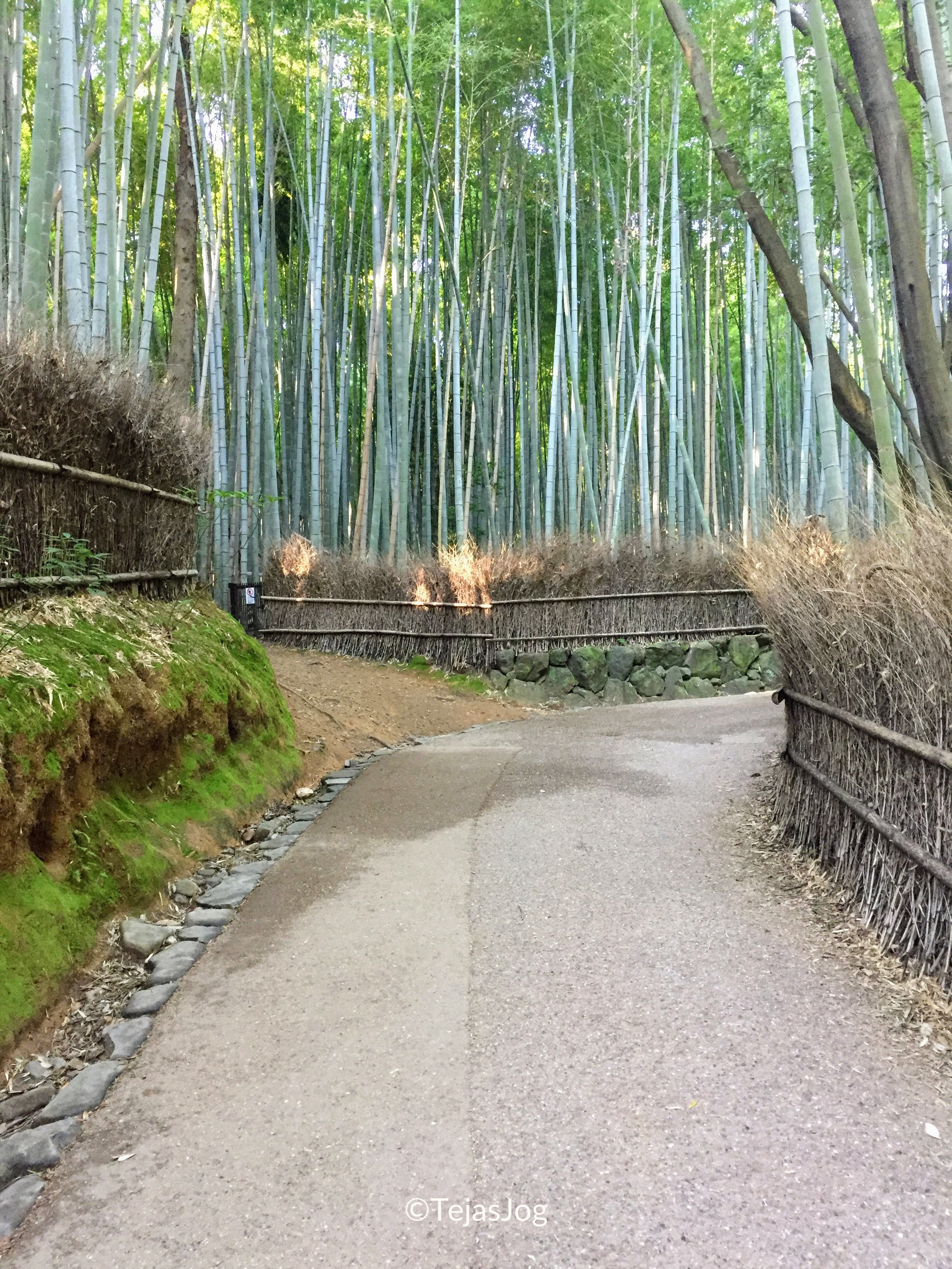 Arashiyama Bamboo Forest