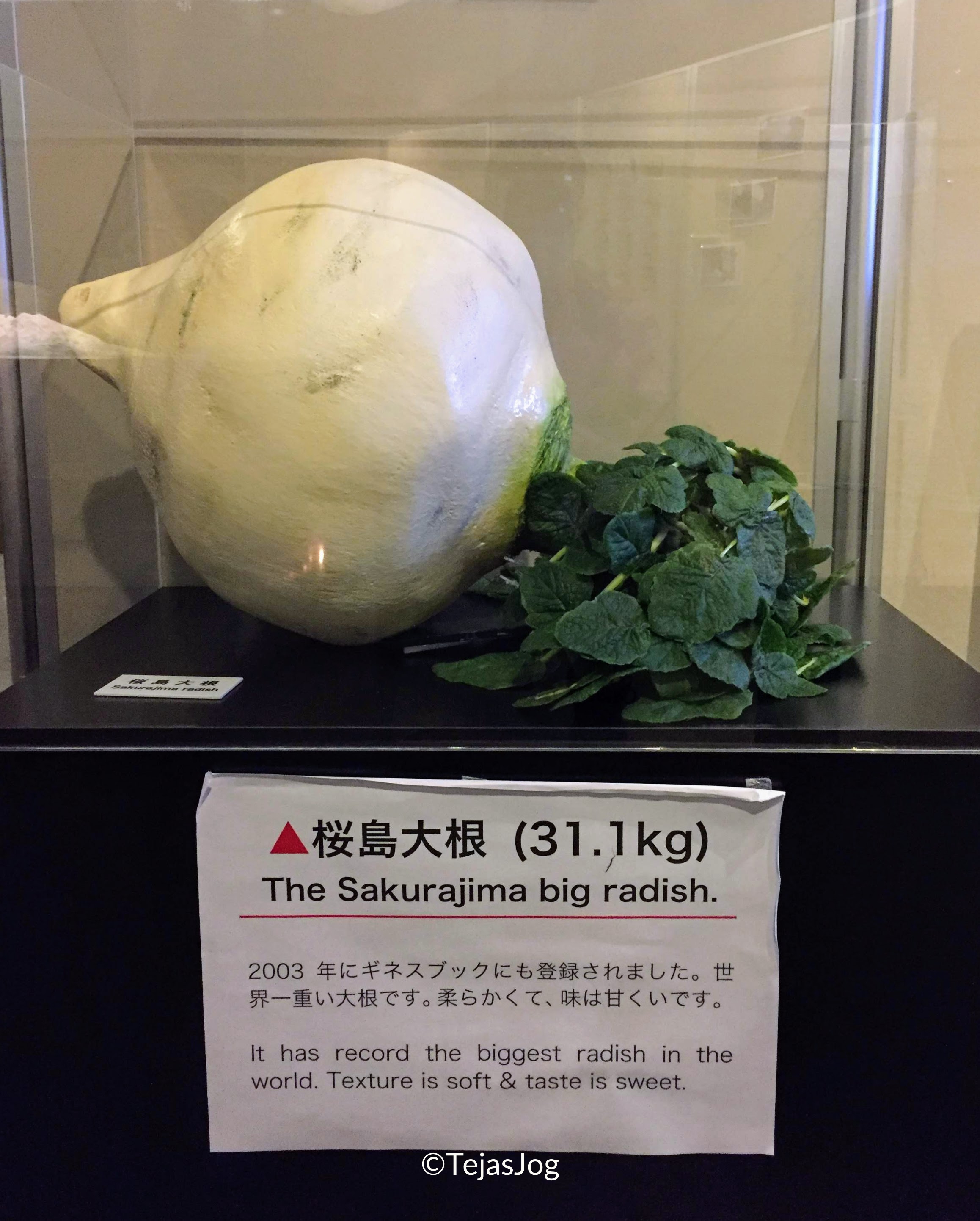 Sakurajima Visitor Center