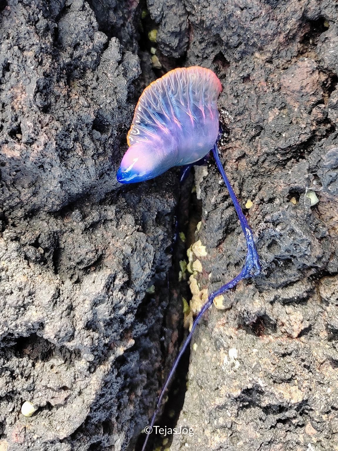 Portuguese man o' war Portuguese man o' war