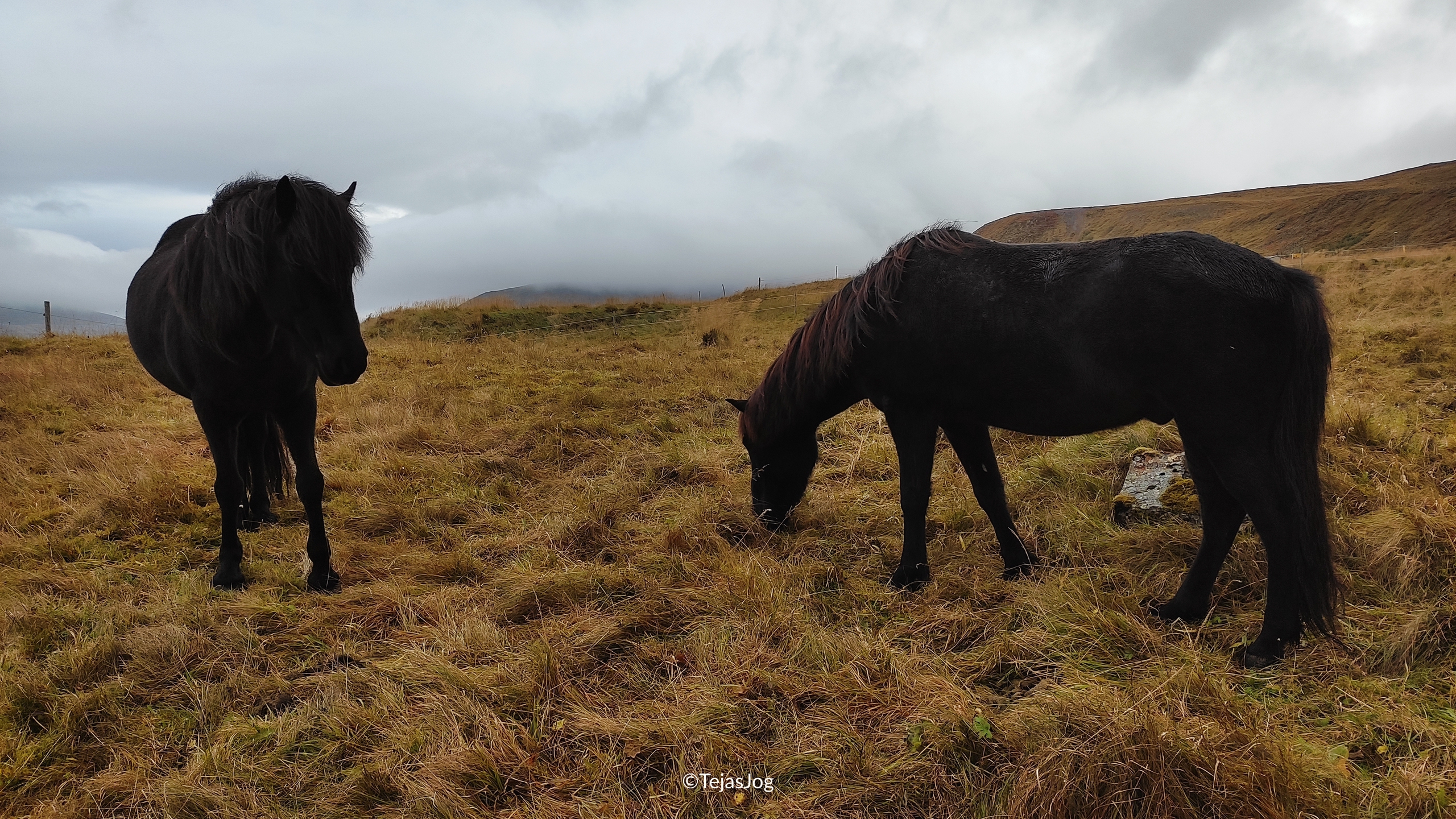 Icelandic horses