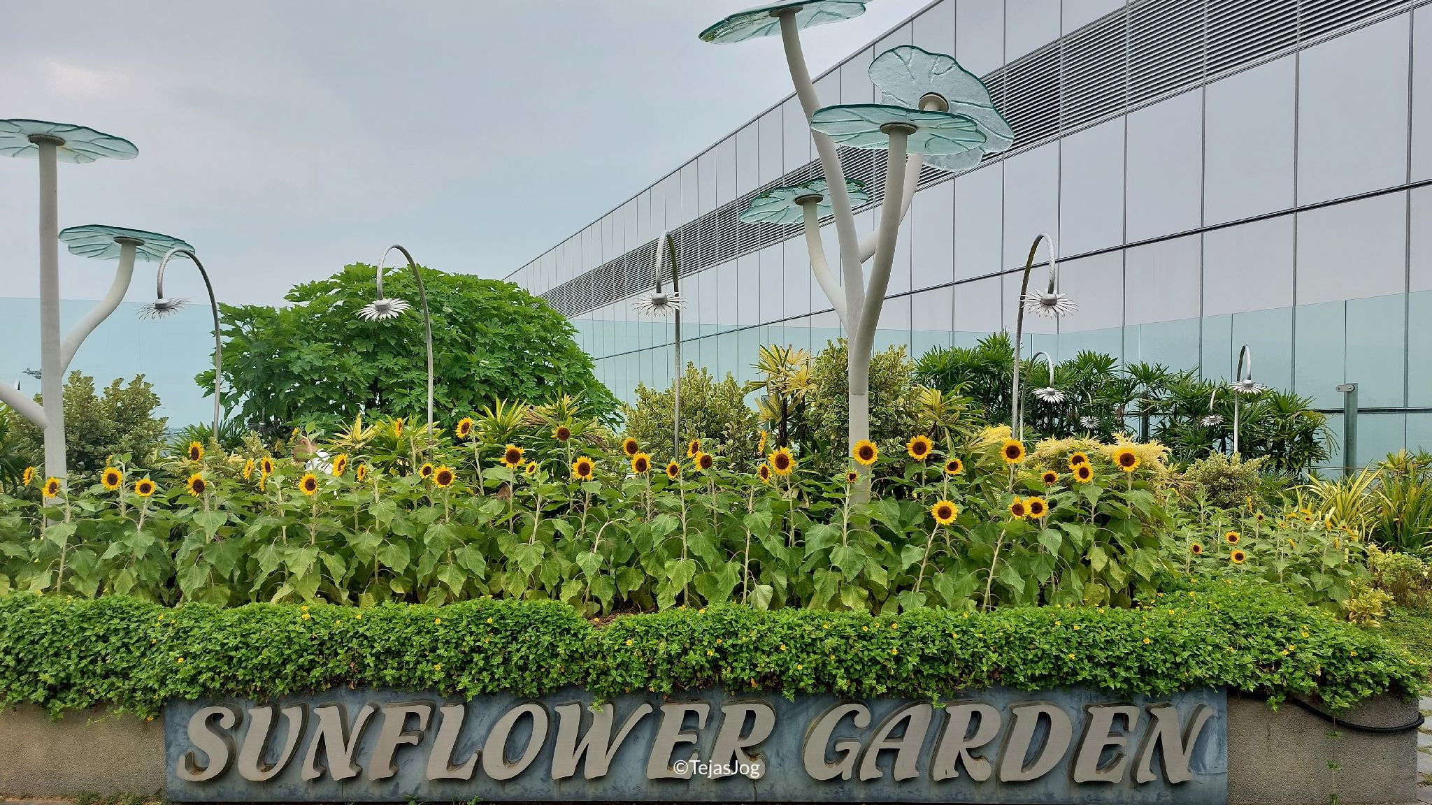 Sunflower Garden at Singapore Changi Airport Sunflower Garden at Singapore Changi Airport