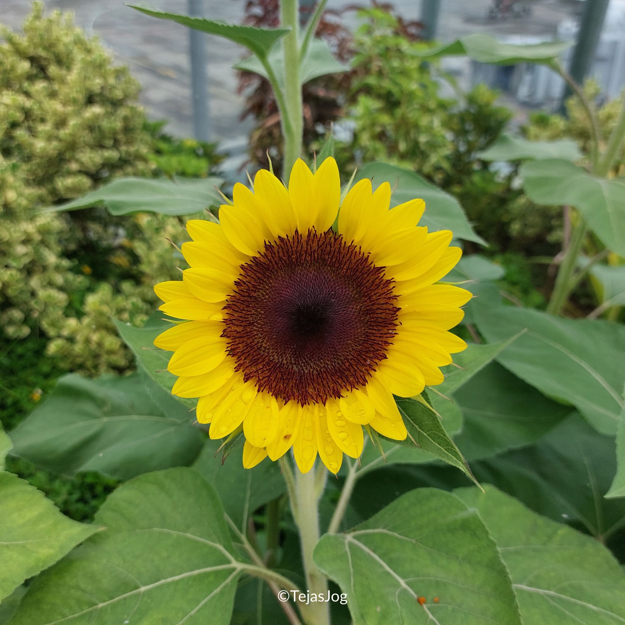 Sunflower Garden at Singapore Changi Airport Sunflower Garden at Singapore Changi Airport