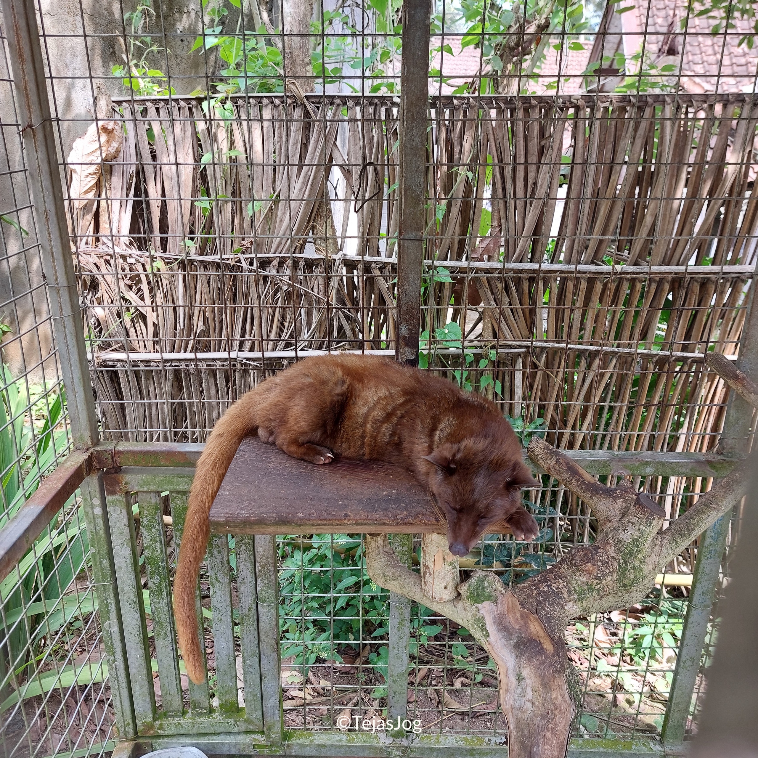 Tunas Bali Luwak Coffee