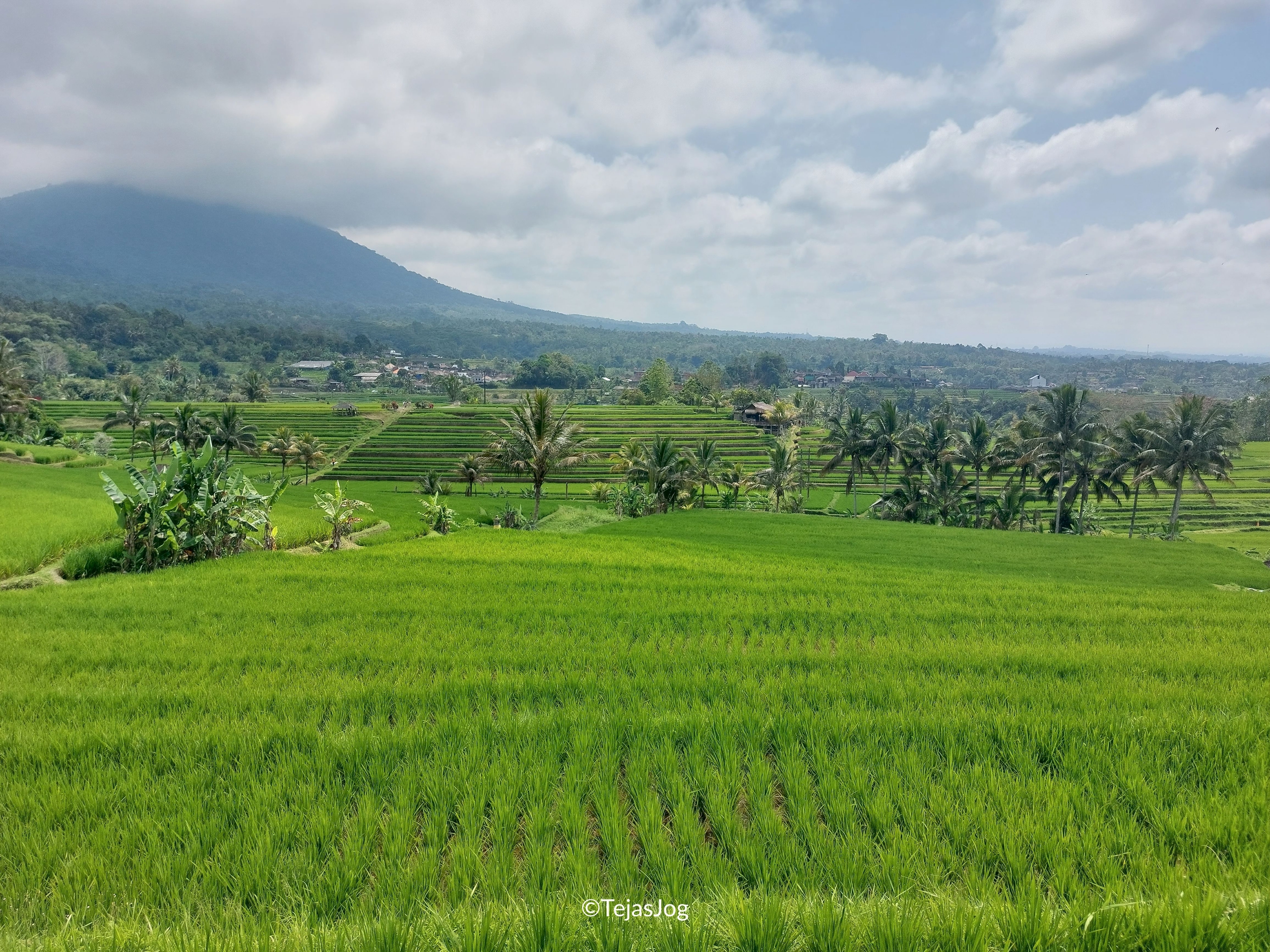 Jatiluwih Rice Terraces Jatiluwih Rice Terraces