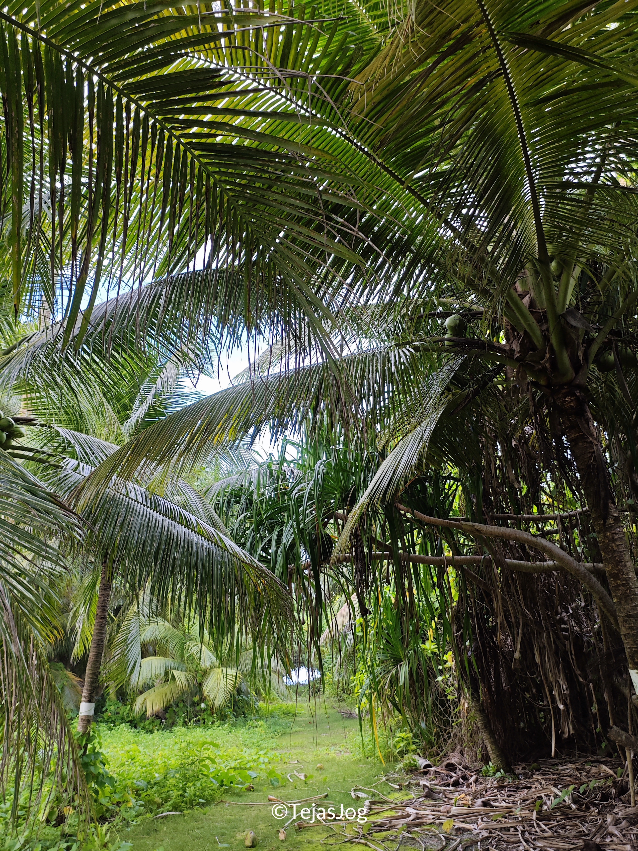 Walking across the island