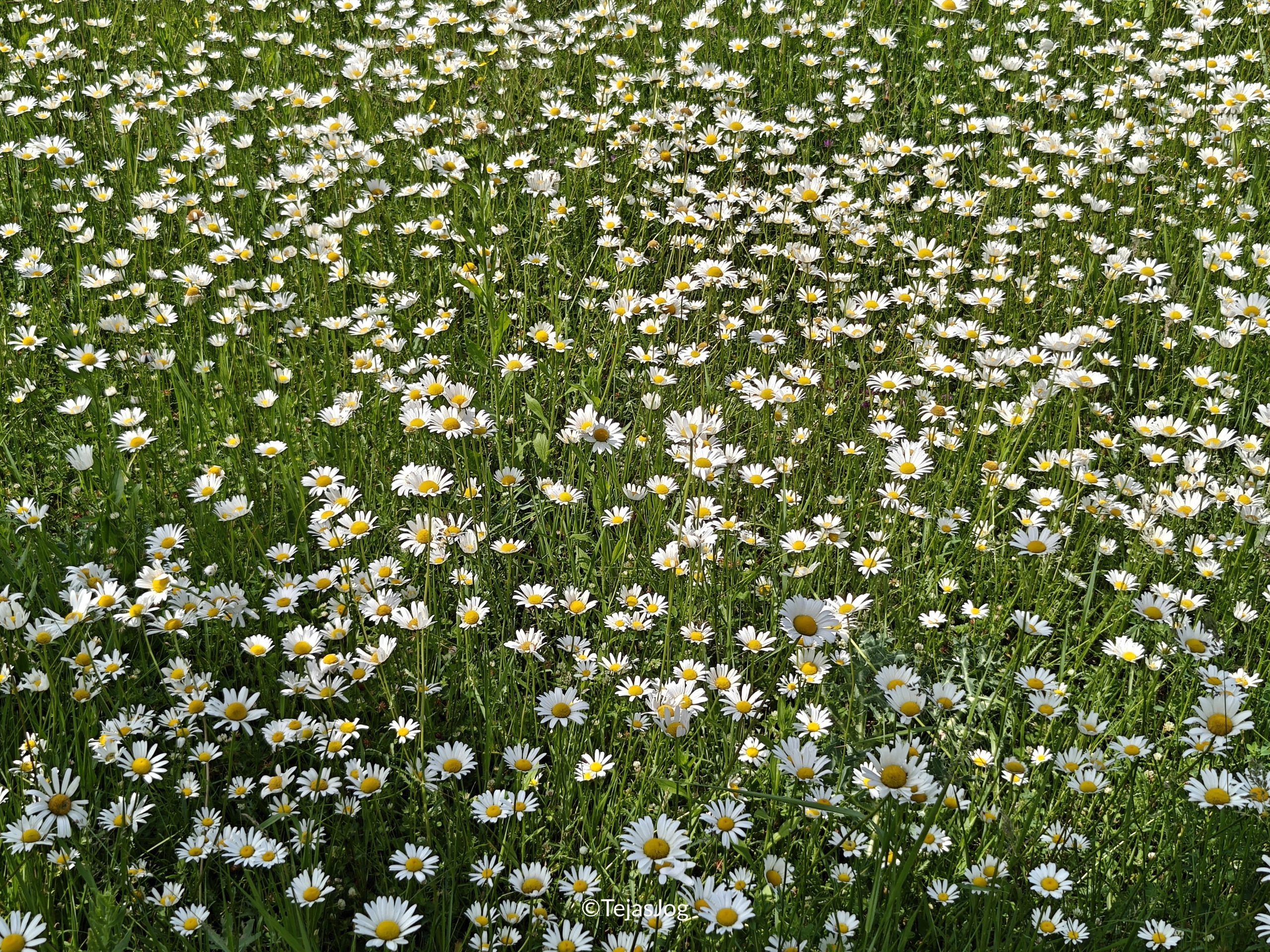 Monument of 300 Aragvians