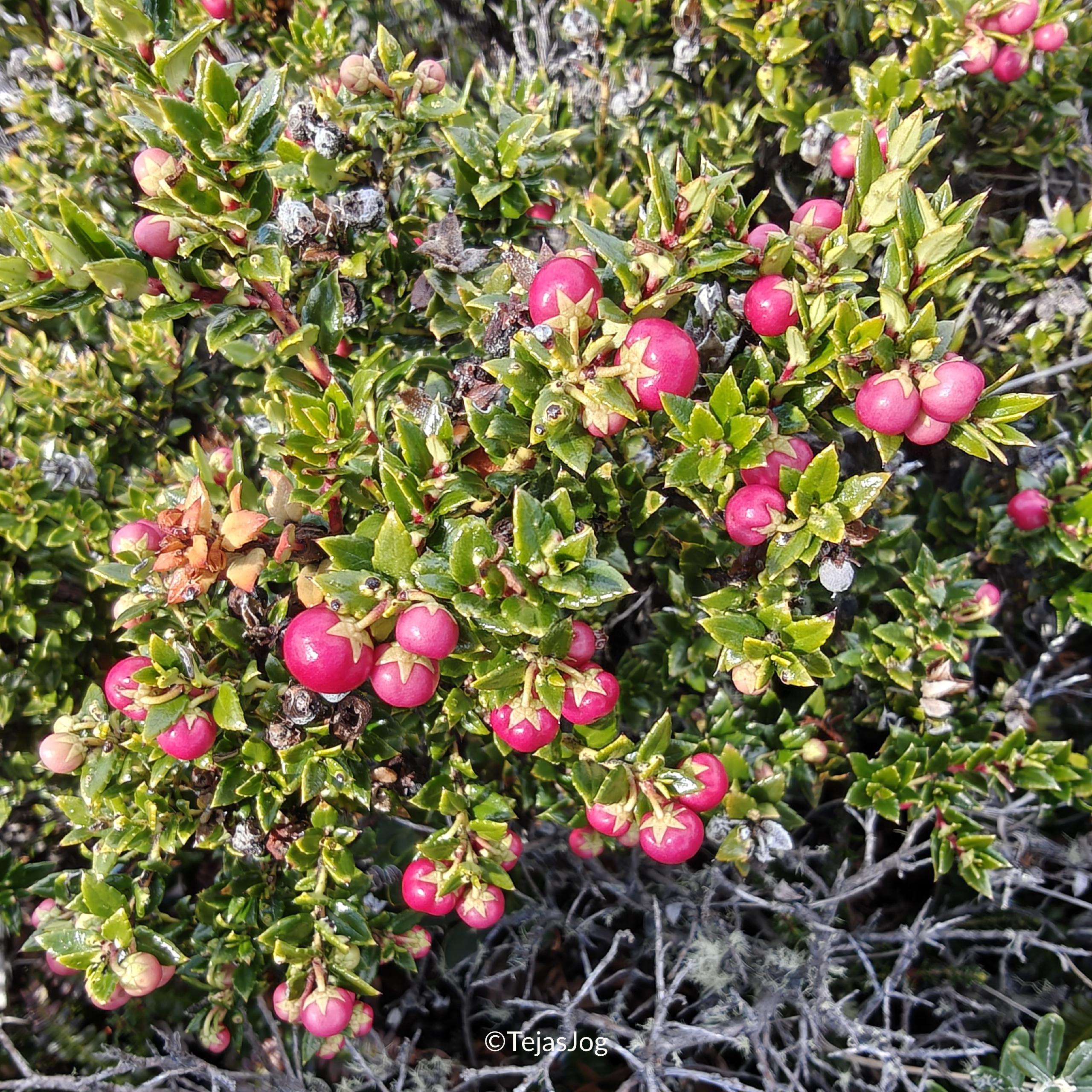 Bridges Island / Isla Bridges Bridges Island / Isla Bridges