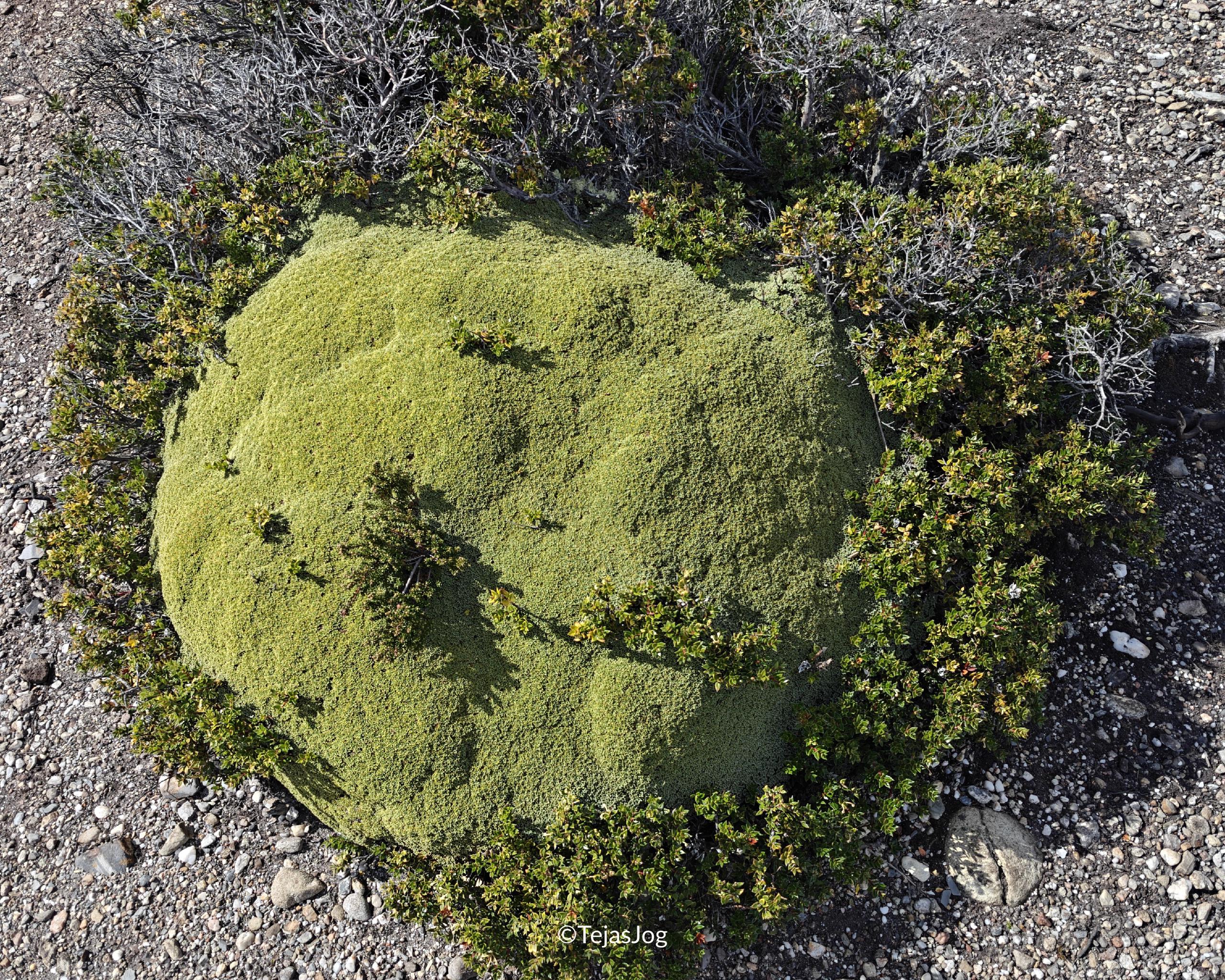 Bridges Island / Isla Bridges Bridges Island / Isla Bridges