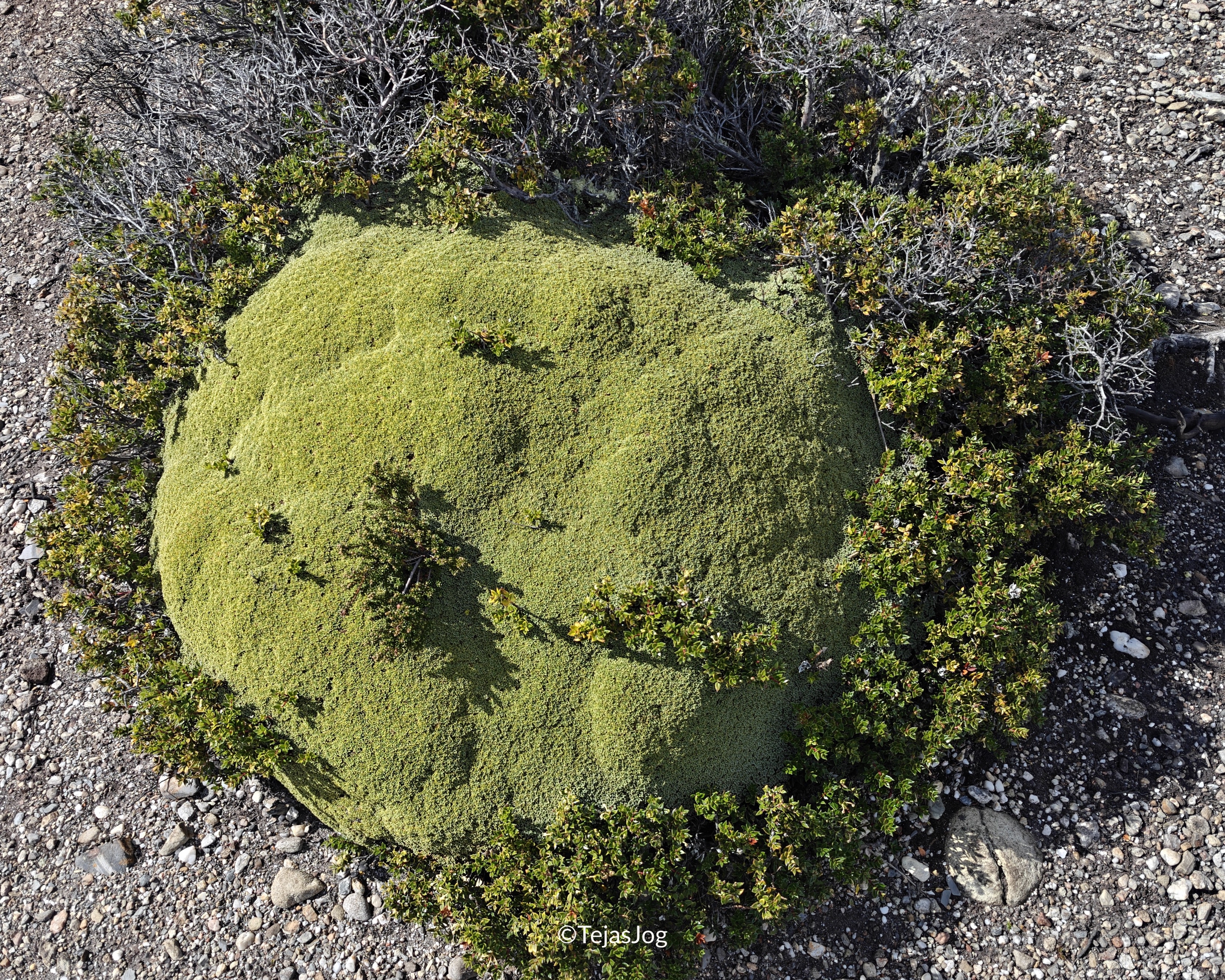 Bridges Island / Isla Bridges