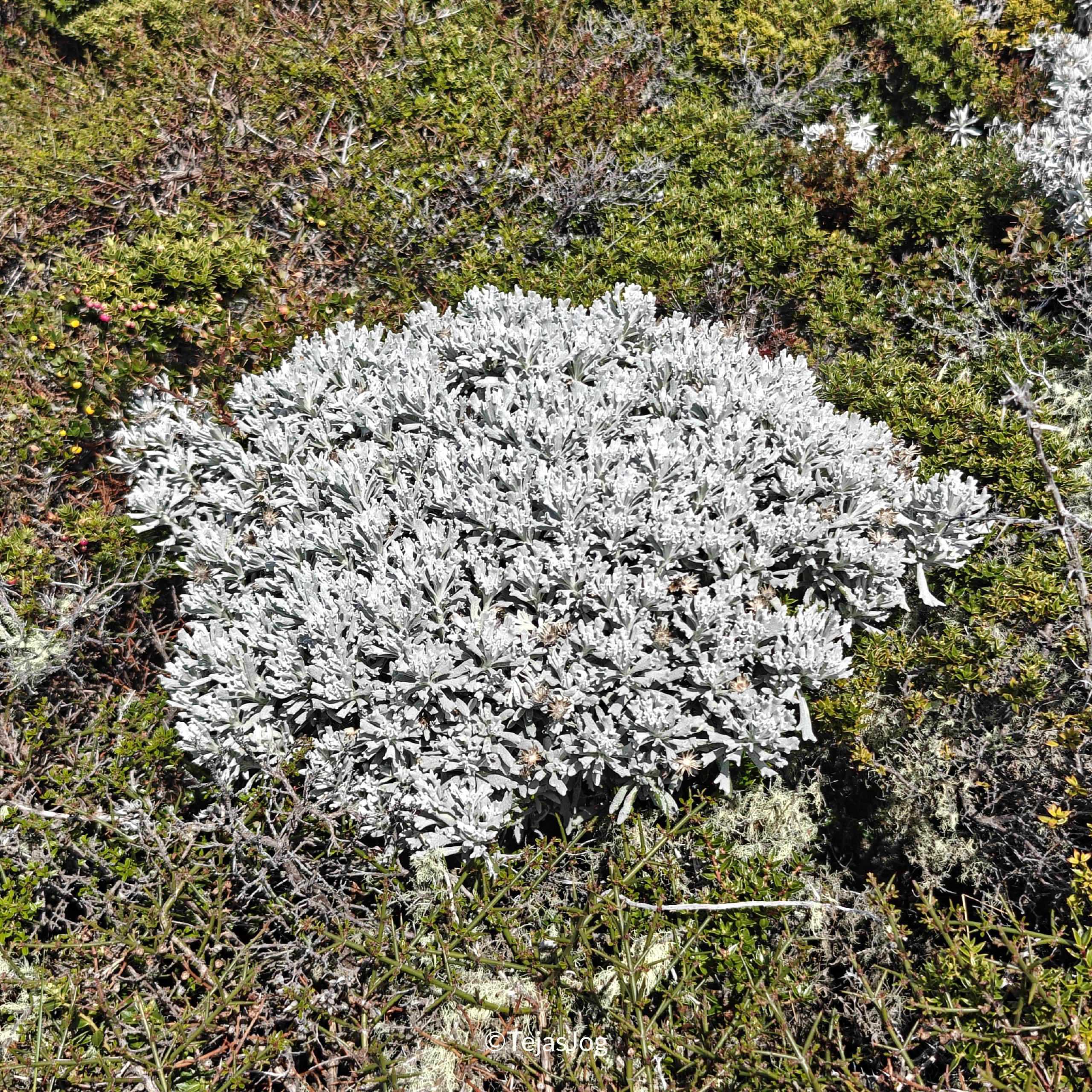 Bridges Island / Isla Bridges Bridges Island / Isla Bridges